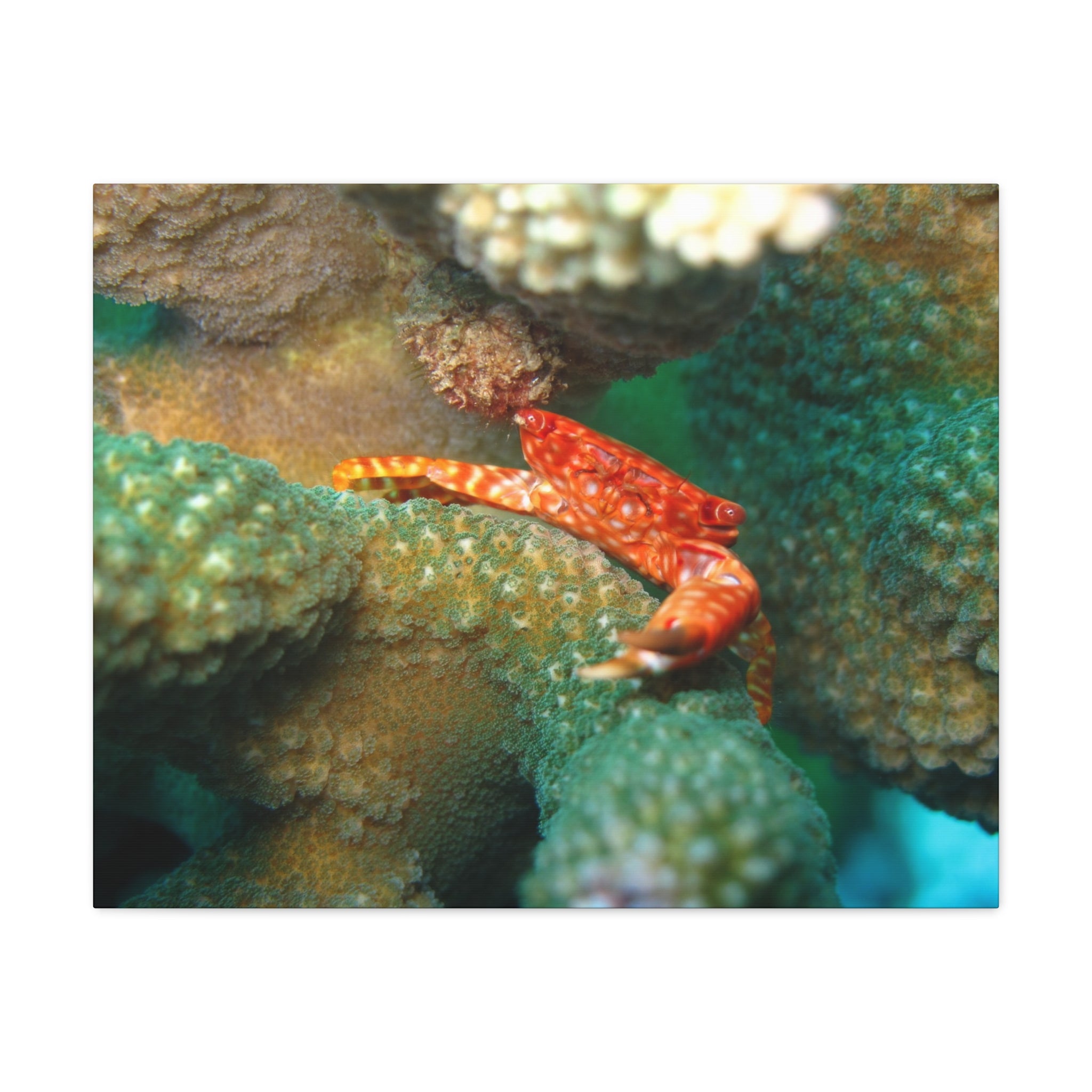 Coral Reef Crab Matte Canvas Print — Underwater Marine Wall Art