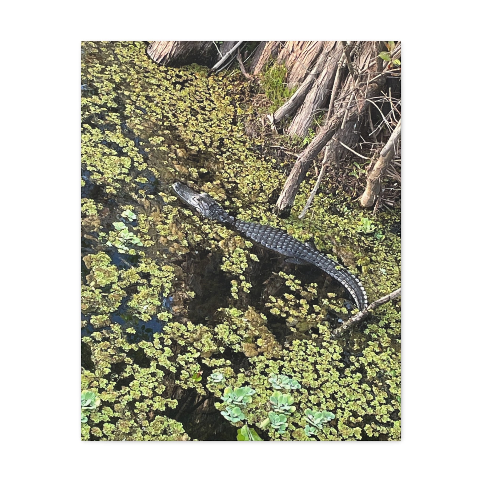 Alligator Photography Canvas Print — Matte Stretched Wall Art