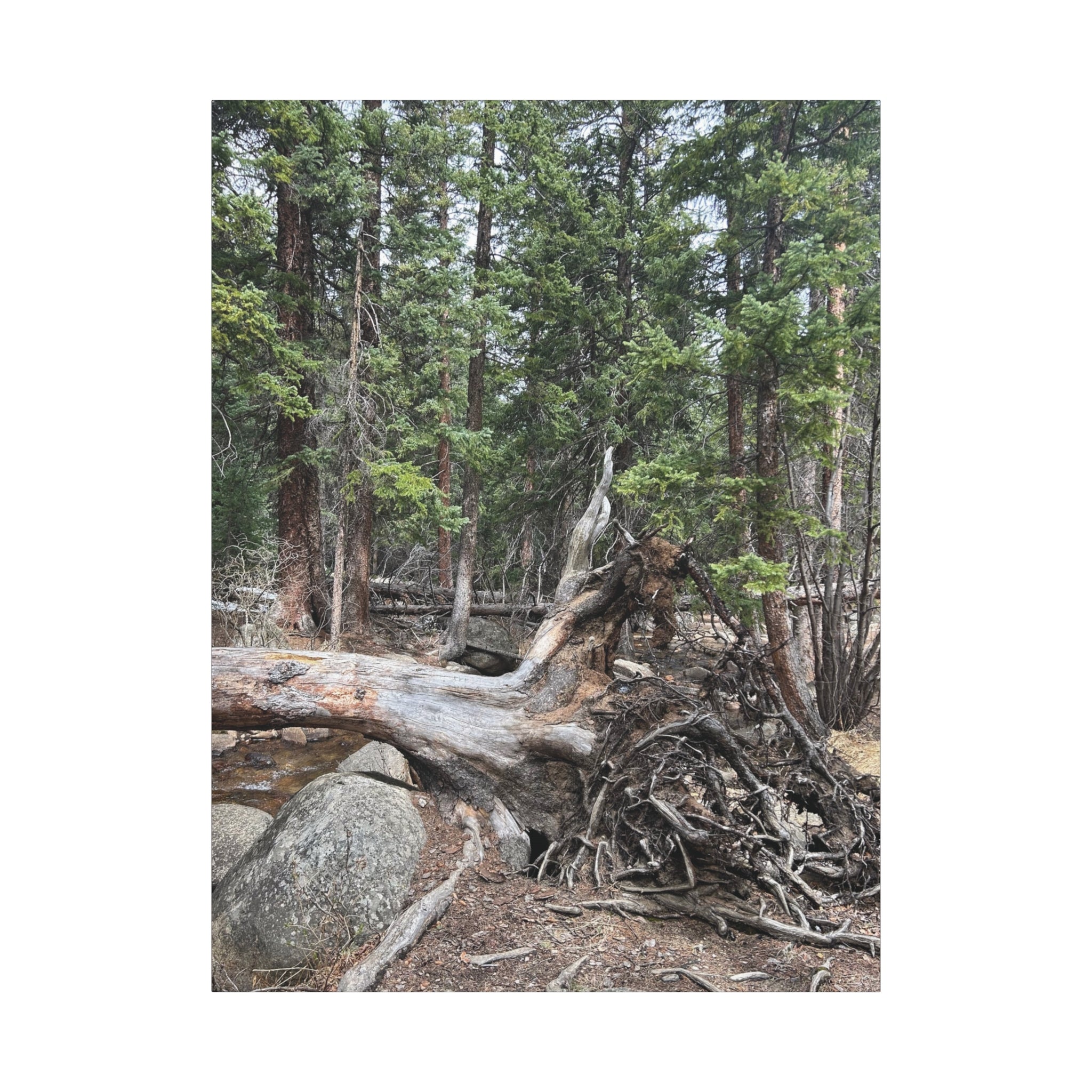 Forest Rootscape Matte Canvas Print — Stretched Wall Art