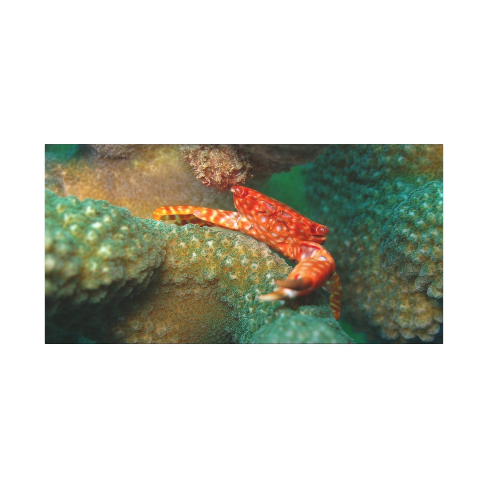 Coral Reef Crab Matte Canvas Print — Underwater Marine Wall Art