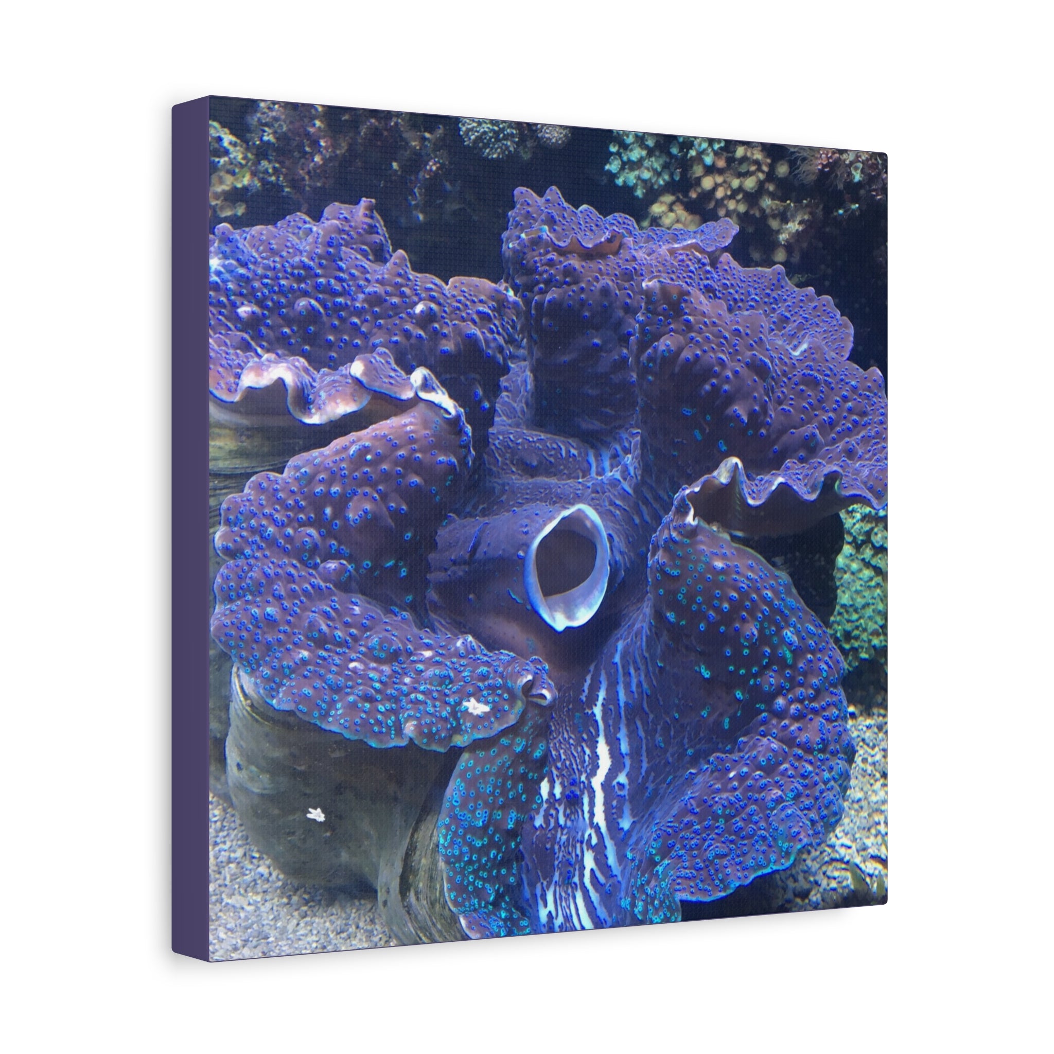 Blue Tridacna Clam Matte Canvas Print — Vibrant Ocean Coral Wall Art
