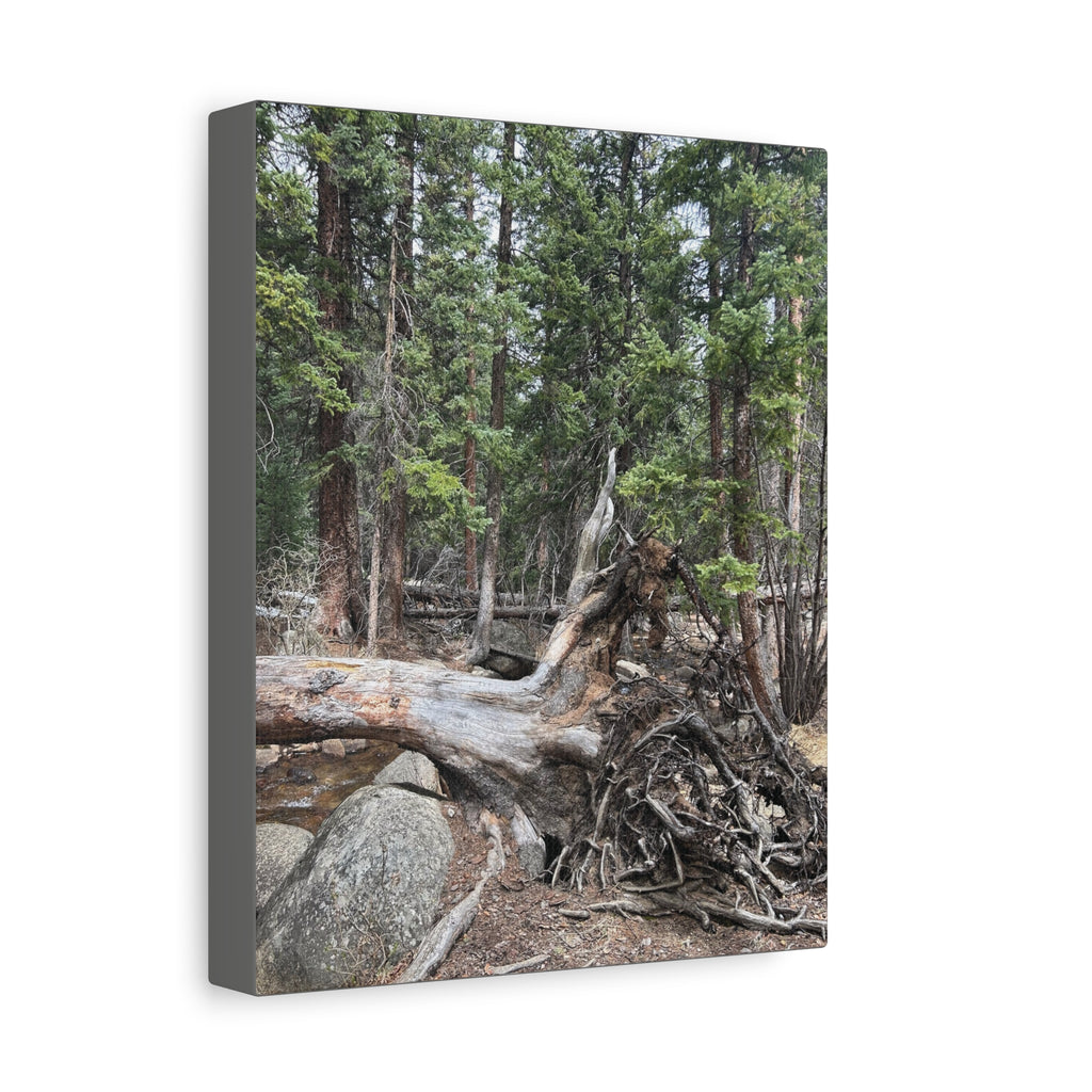 Forest Rootscape Matte Canvas Print — Stretched Wall Art