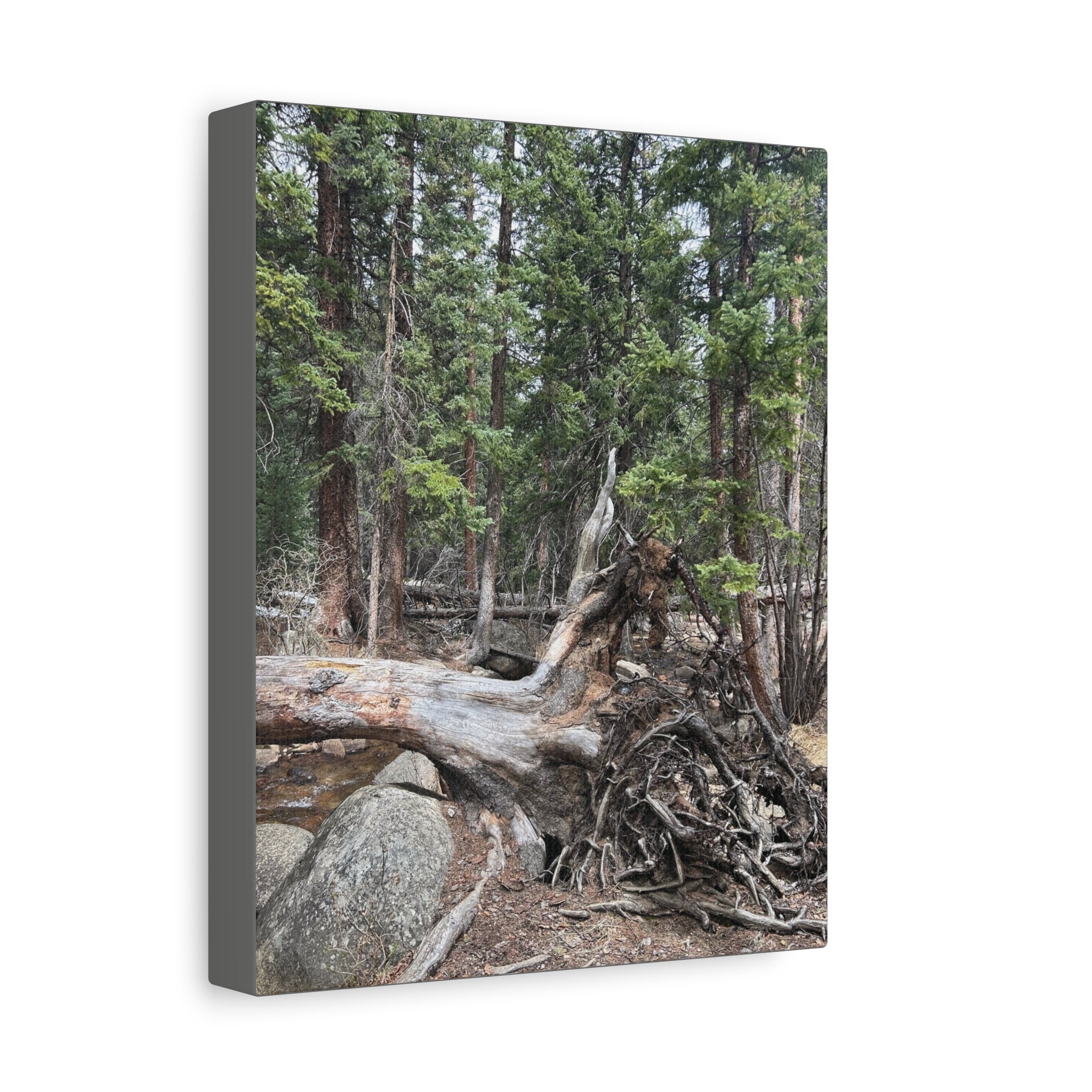 Forest Rootscape Matte Canvas Print — Stretched Wall Art
