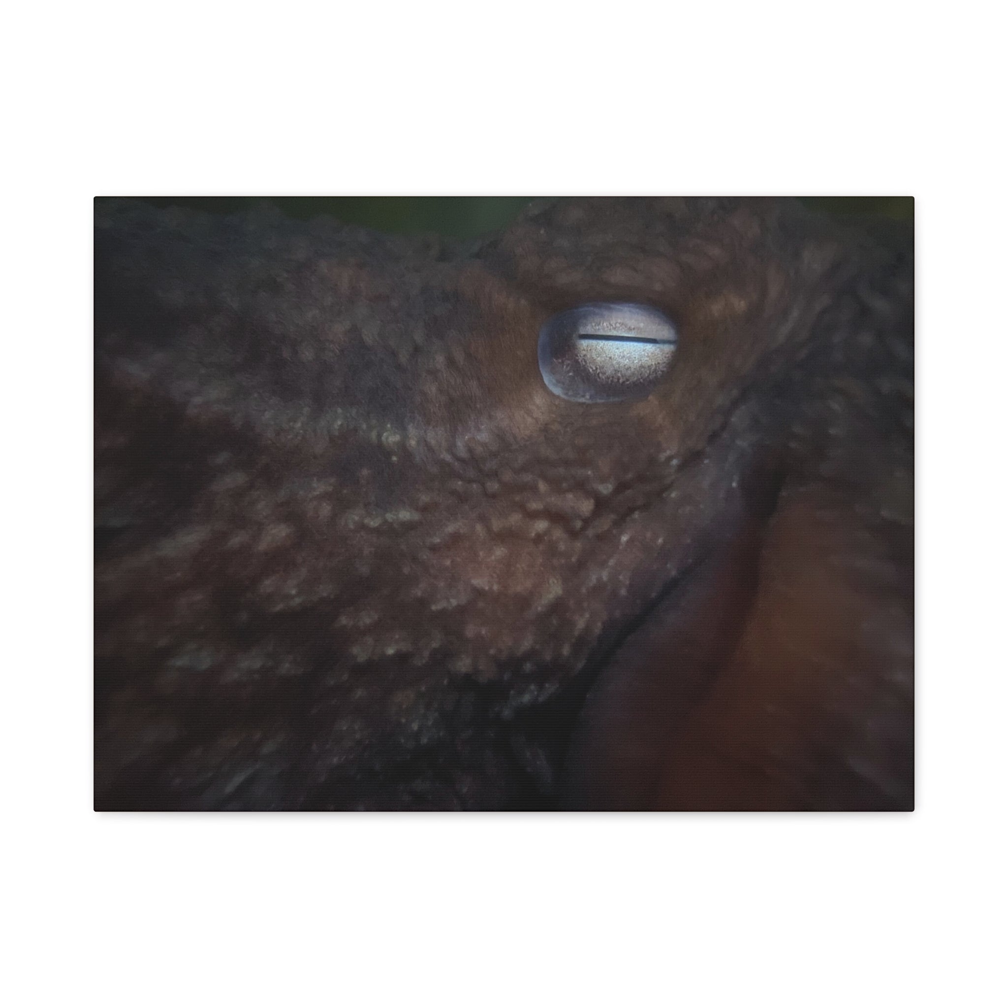 Octopus Eye Matte Canvas Print — Deep Sea Photography Wall Art