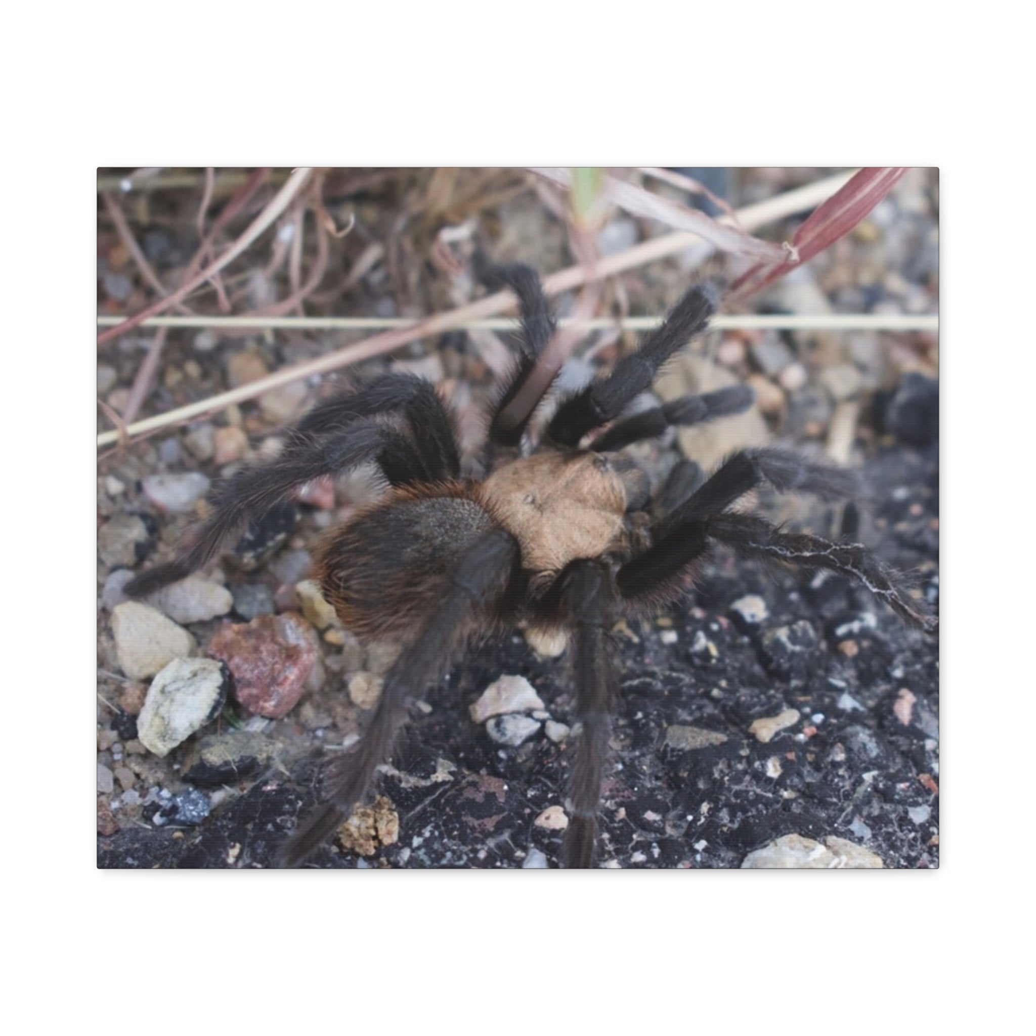 Tarantula Canvas Print — Matte Stretched Wall Art