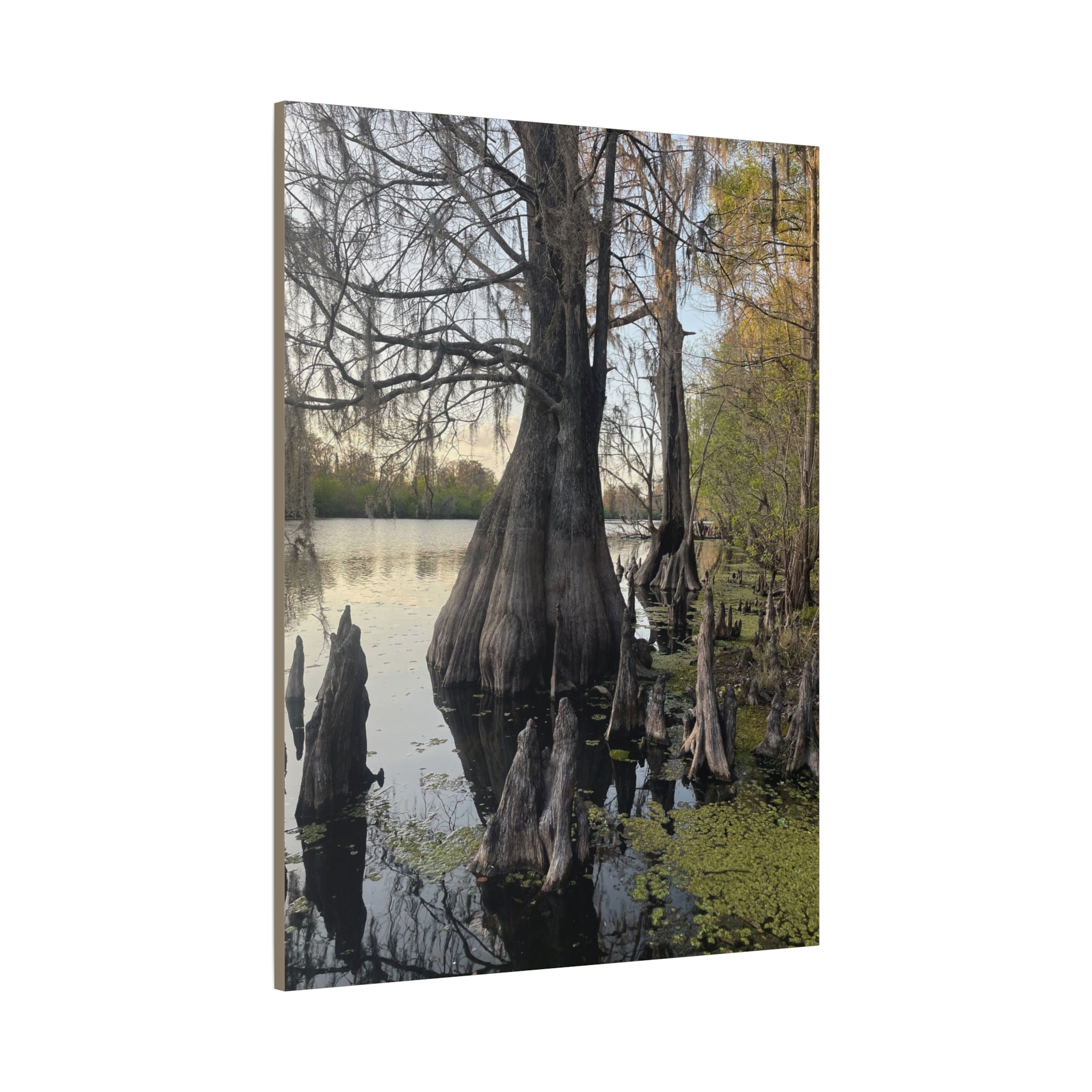 Swamp Matte Stretched Canvas