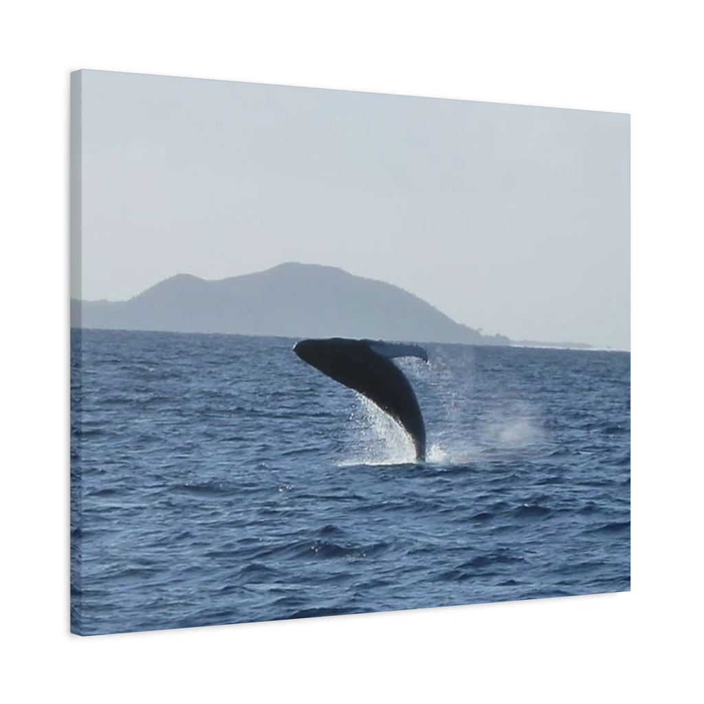 Humpback Whale Breach Matte Canvas Wall Art