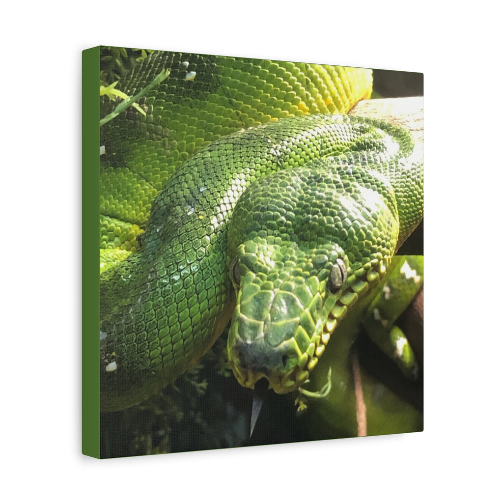 Green Tree Python Canvas Print — Tropical Snake Wall Art (Matte Stretched)