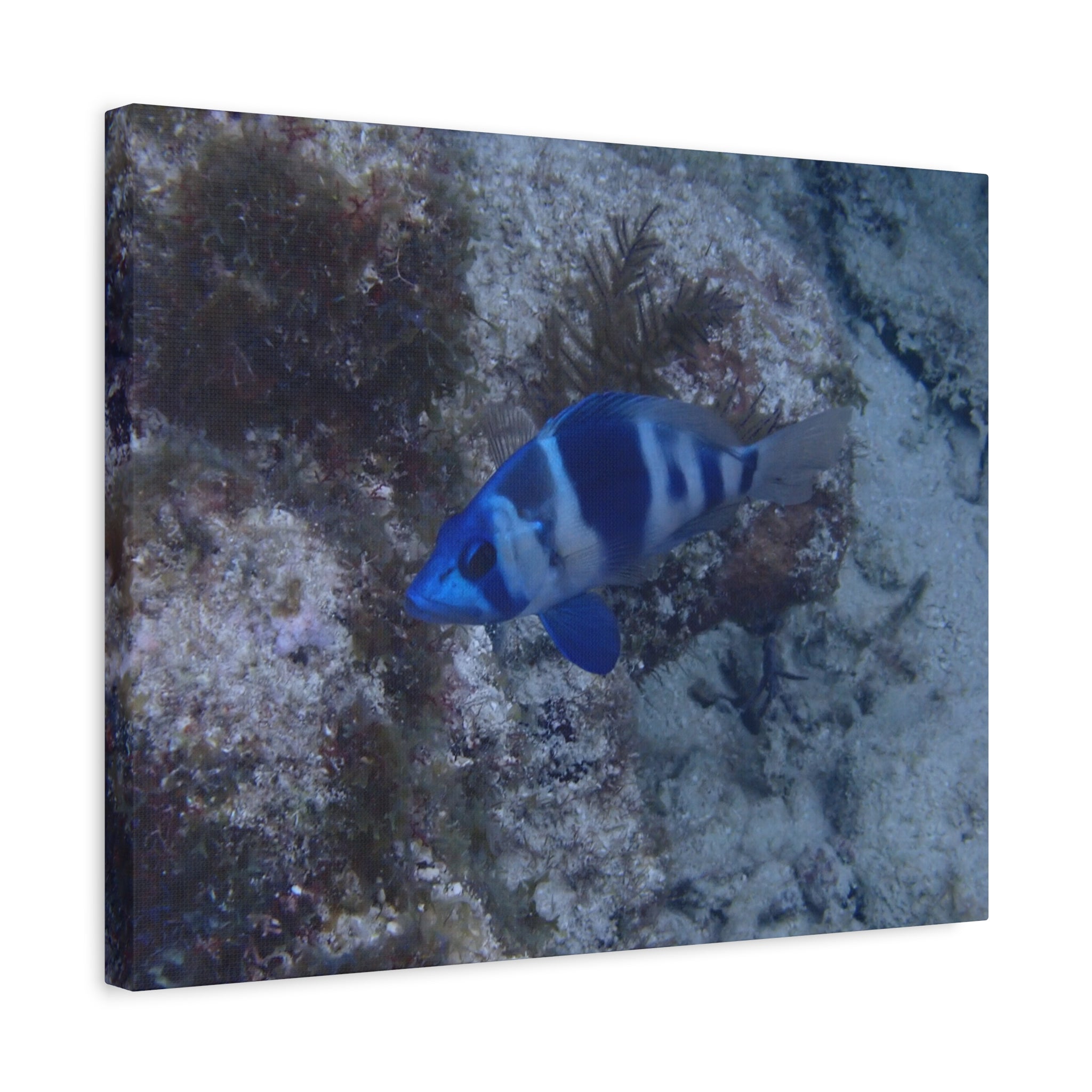 Indigo Hamlet Canvas Print — Underwater Matte Stretched Wall Art