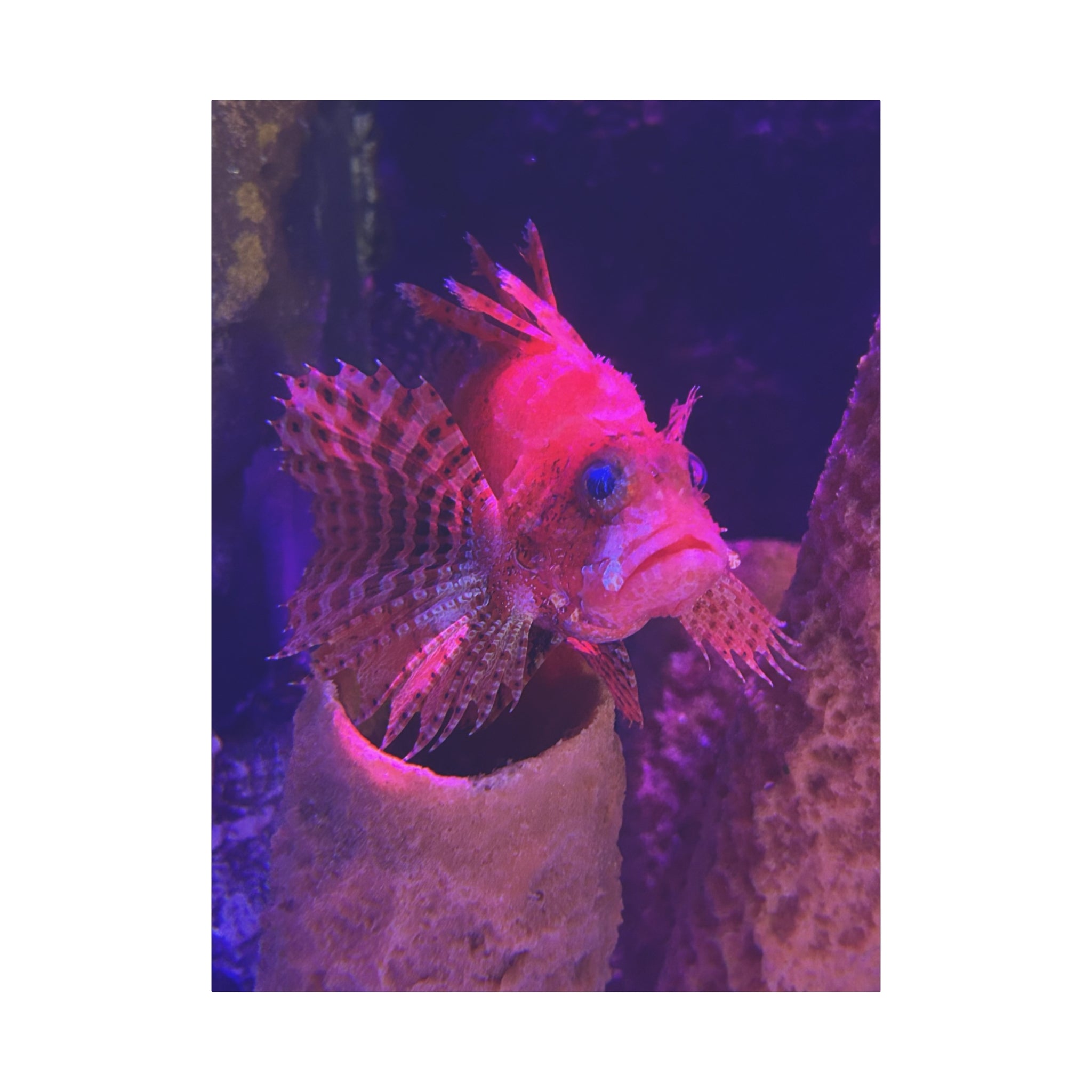 Fuzzy Dwarf Lionfish Canvas Print — Vibrant Marine Wall Art (1.25" Stretched)