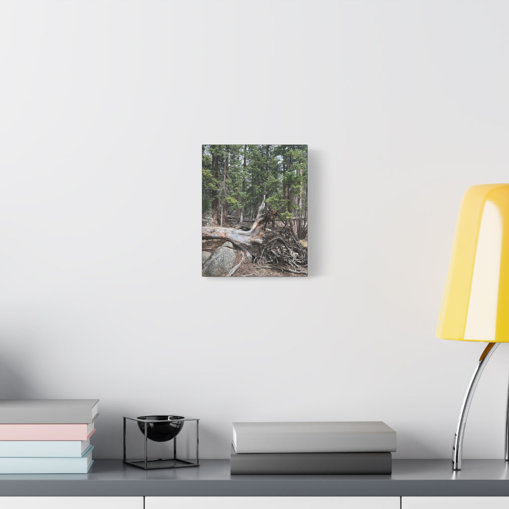 Forest Rootscape Matte Canvas Print — Stretched Wall Art