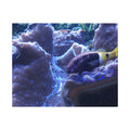 Giant Clam Reef Puzzle — Colorful Jigsaw Puzzle with Tin