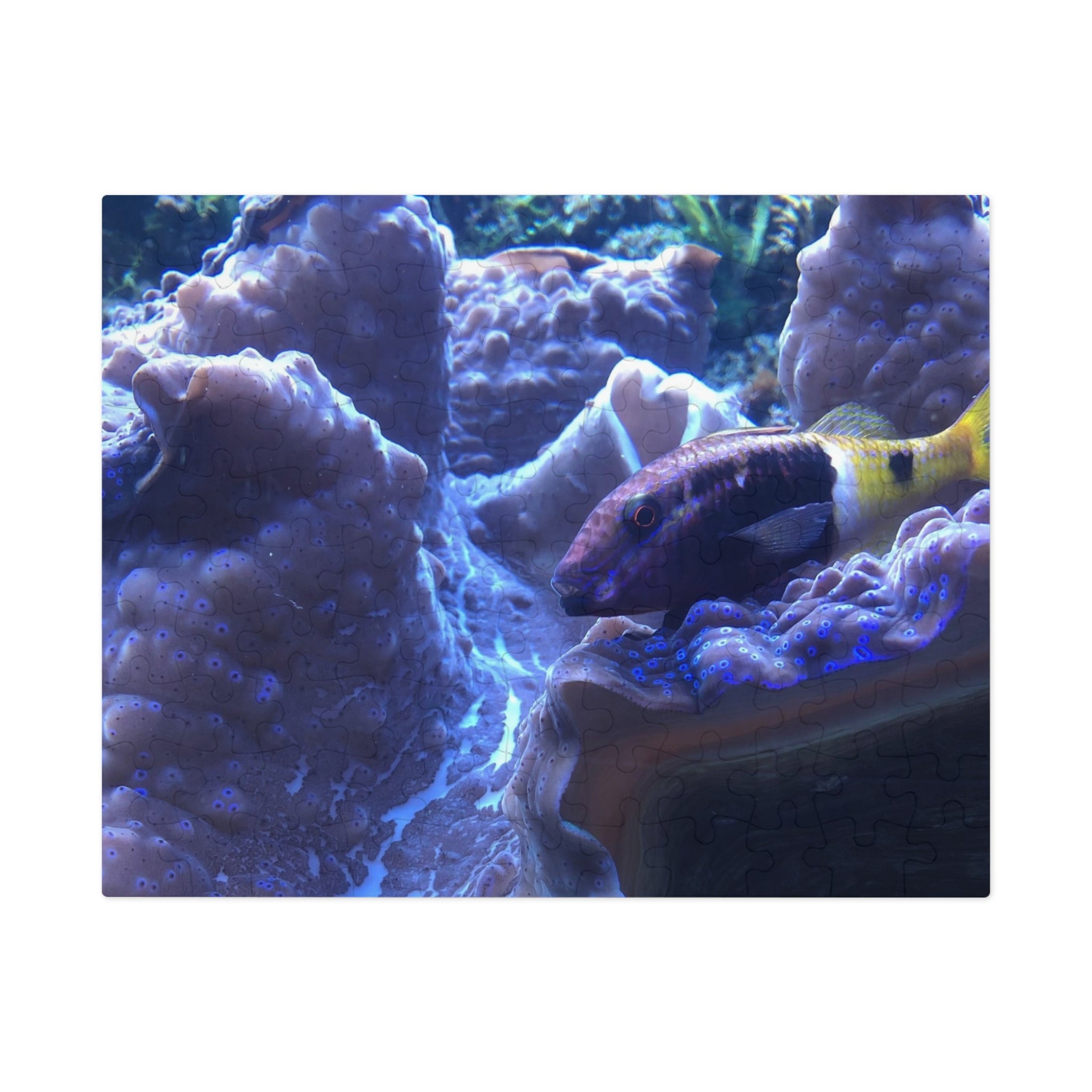 Giant Clam Reef Puzzle — Colorful Jigsaw Puzzle with Tin