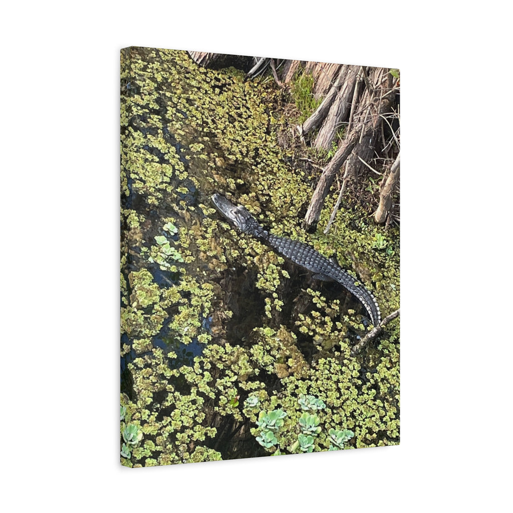 Alligator Photography Canvas Print — Matte Stretched Wall Art