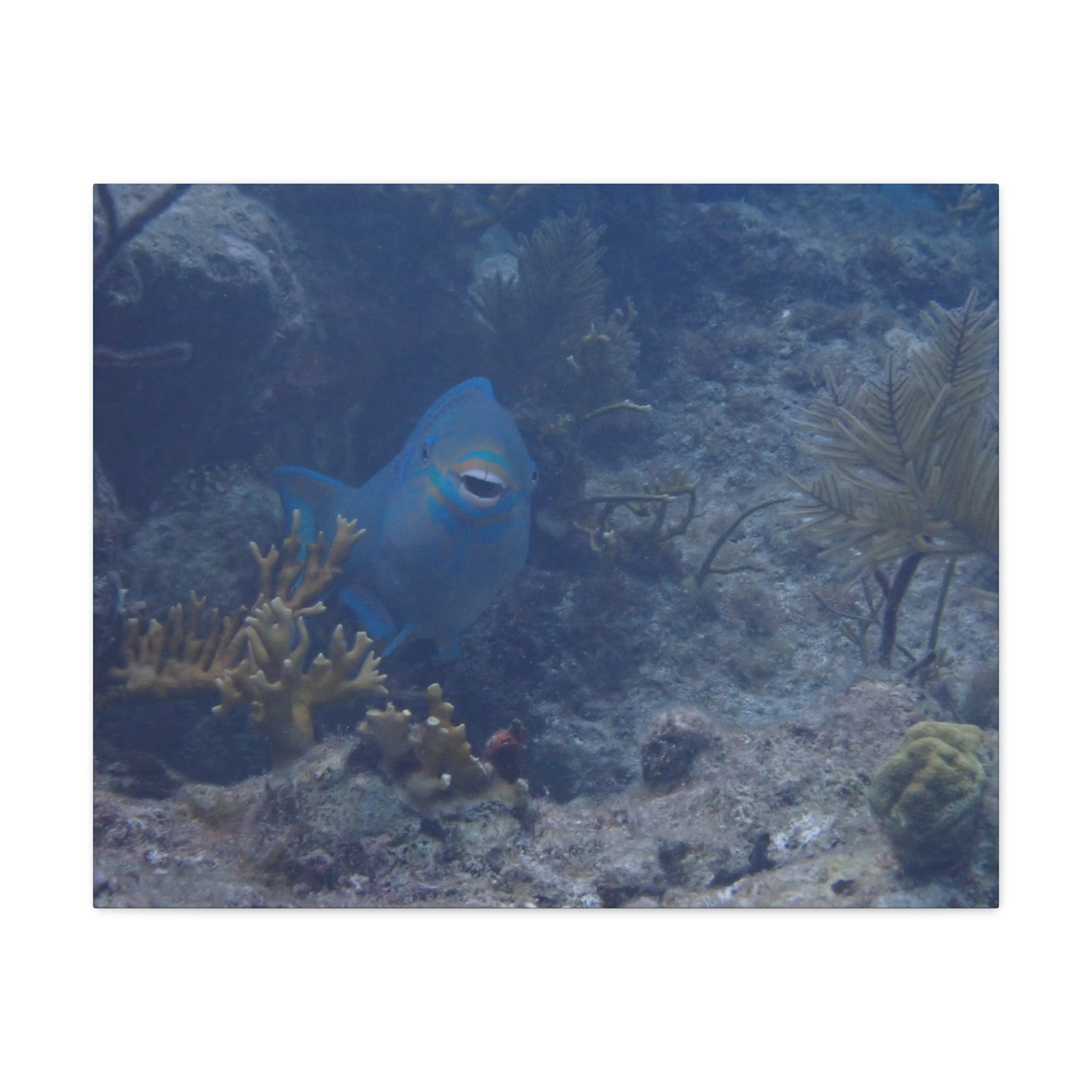 Underwater Parrotfish Canvas Print — Tropical Reef Wall Art