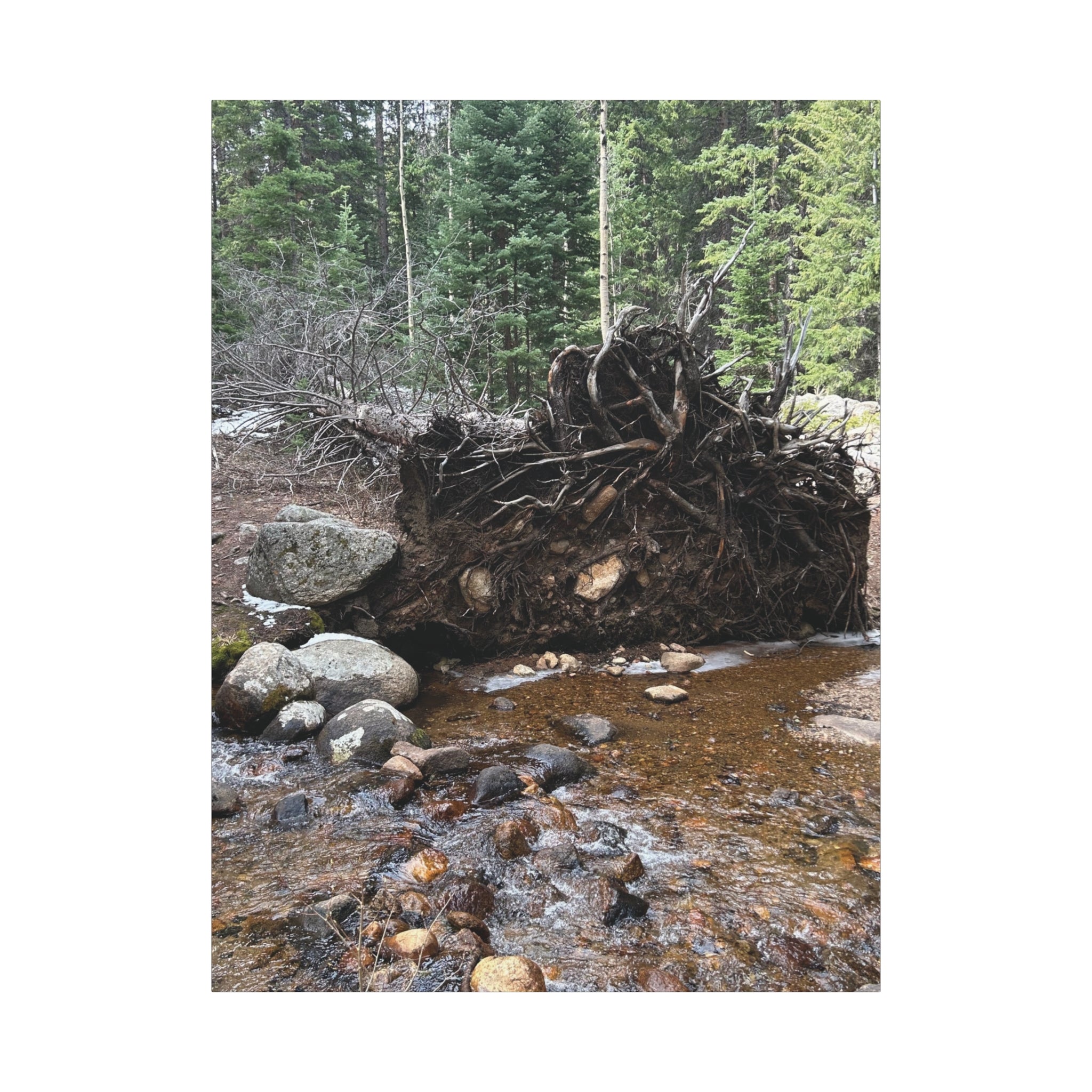 Riverbank Forest Canvas Print – Matte Stretched Wall Art (1.25")