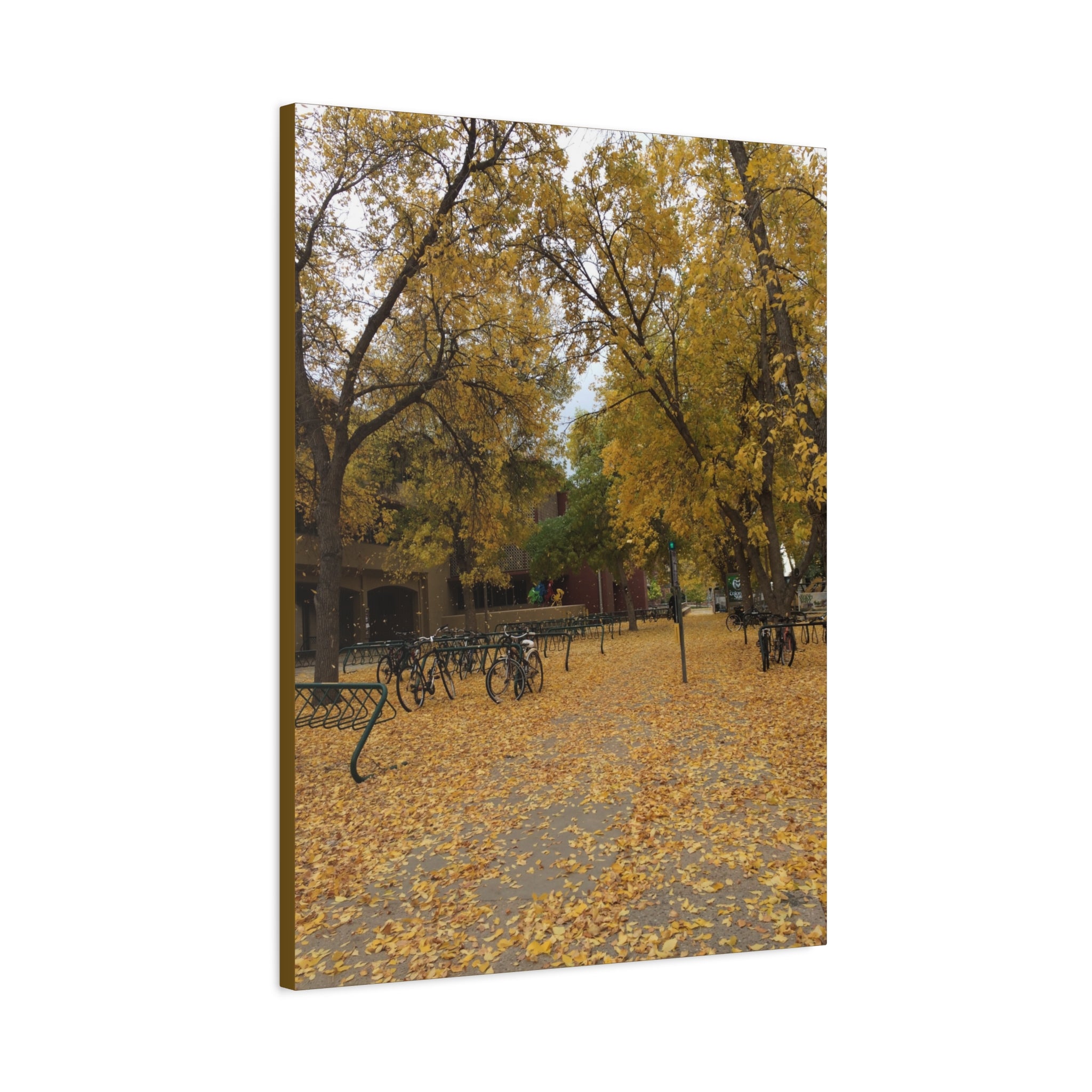 Autumn Campus Walk Matte Canvas Print