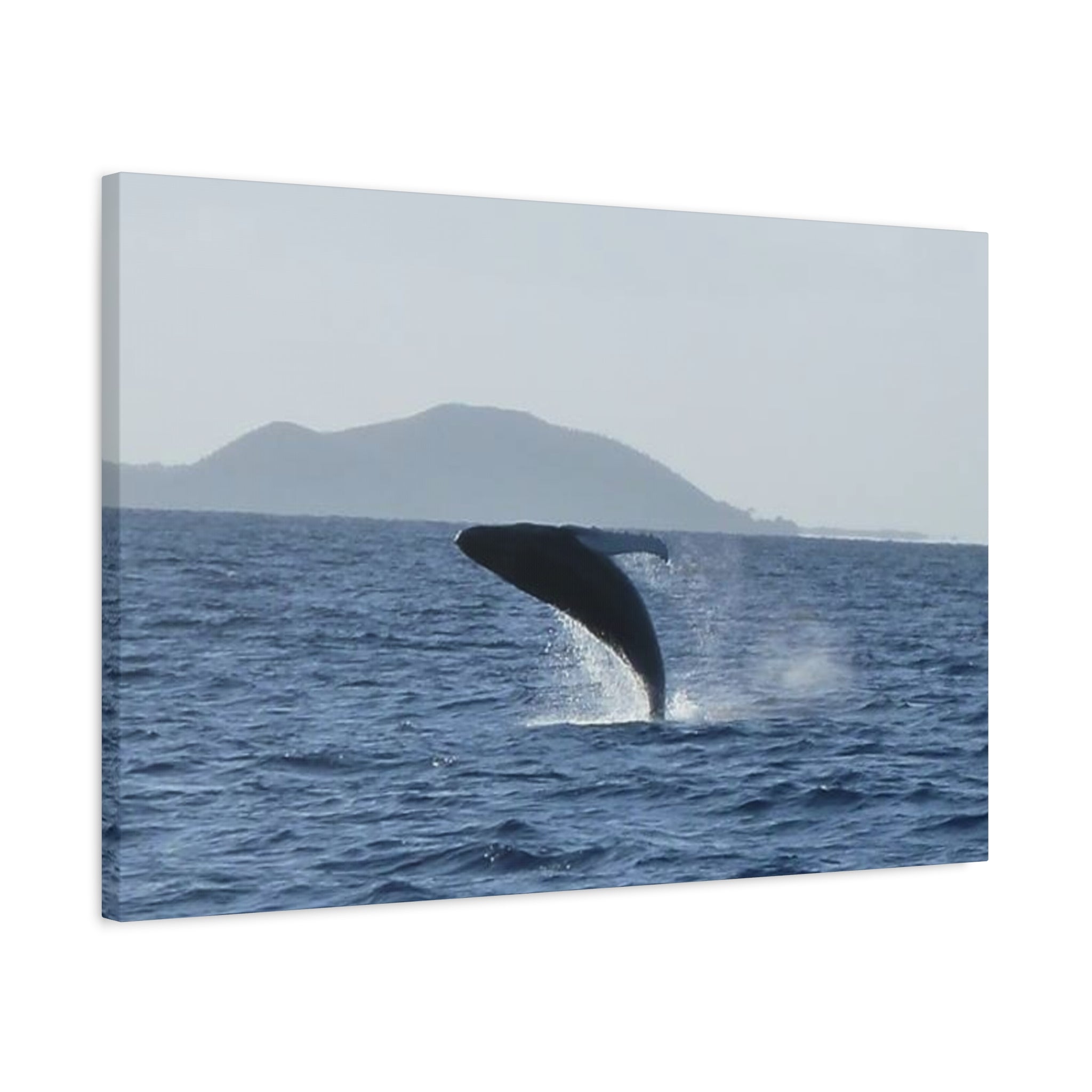 Humpback Whale Breach Matte Canvas Wall Art