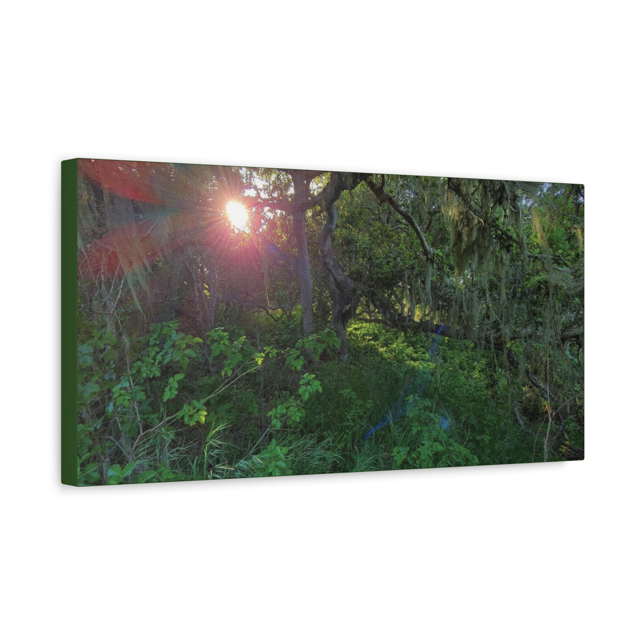 Sunlit Mossy Forest Canvas — Matte Stretched Wall Art