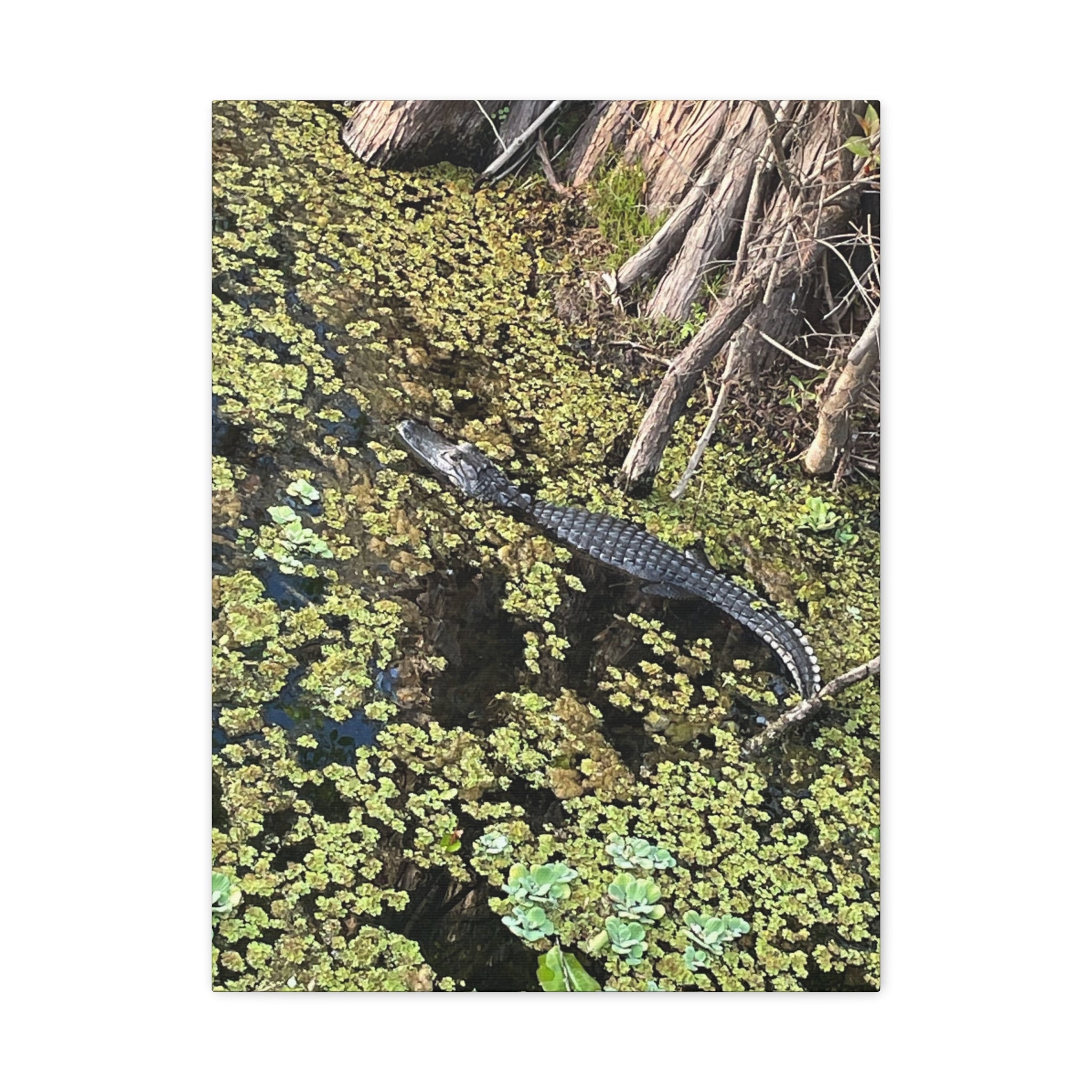 Alligator Photography Canvas Print — Matte Stretched Wall Art