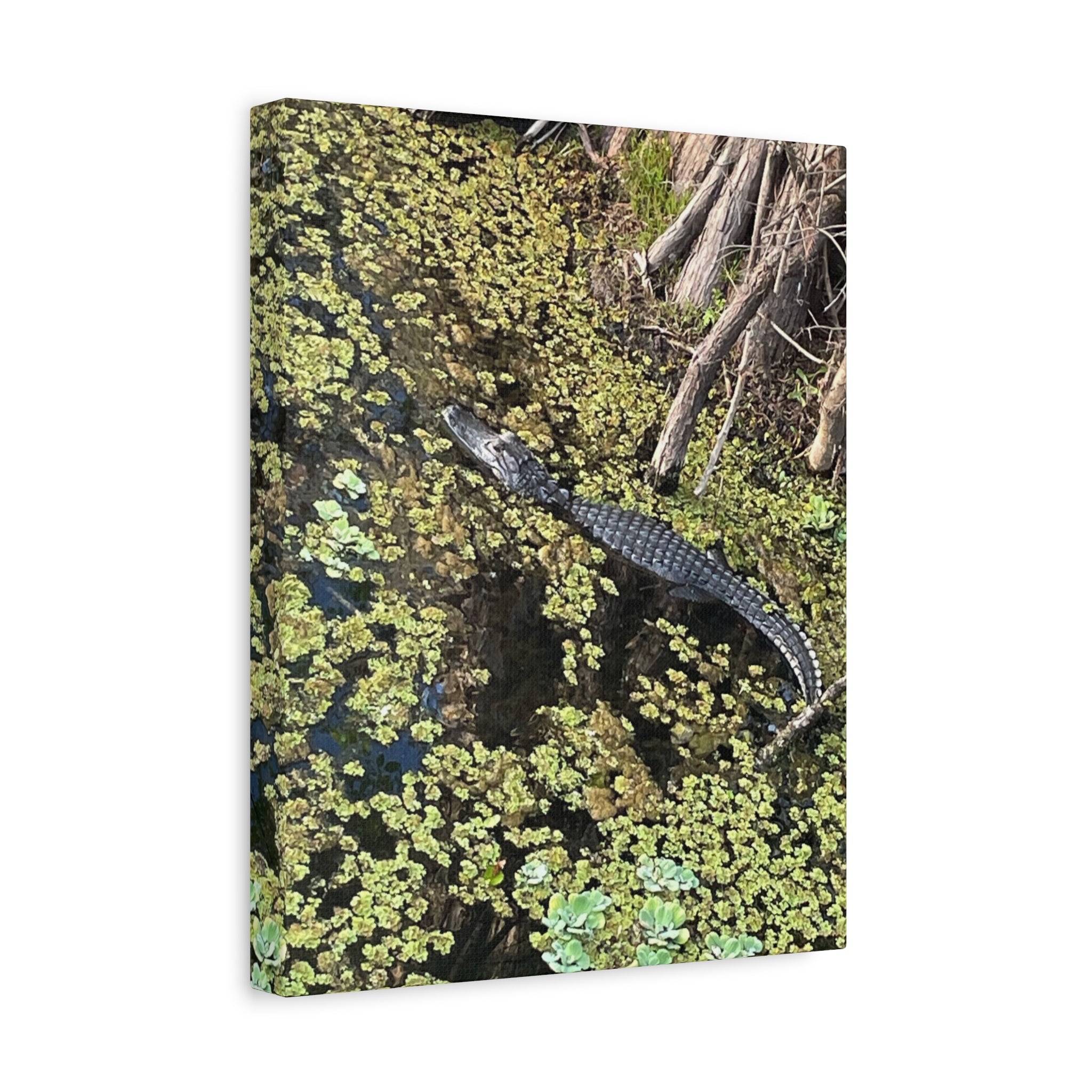 Alligator Photography Canvas Print — Matte Stretched Wall Art