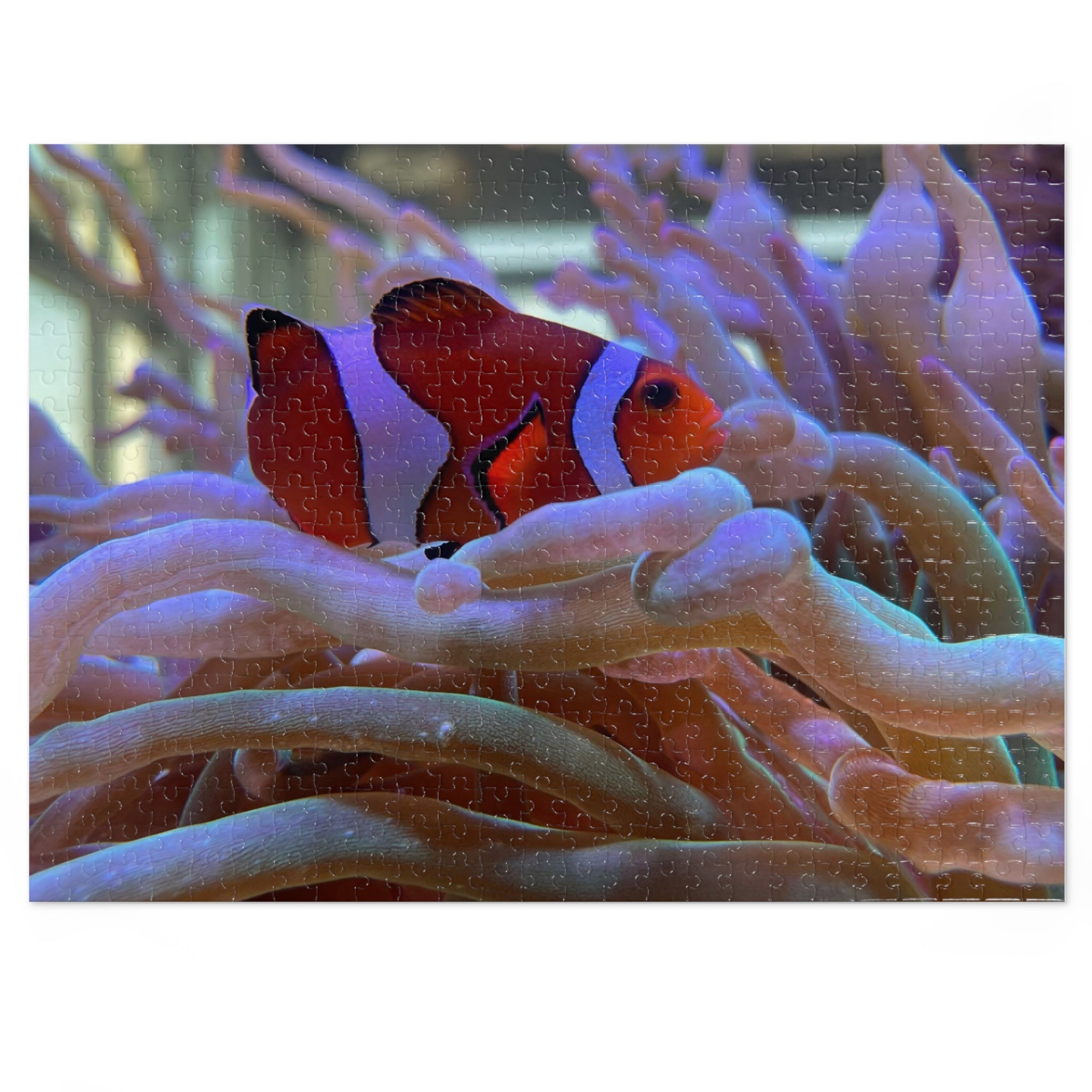 Clownfish Reef Jigsaw Puzzle — Puzzle with Tin Gift Box