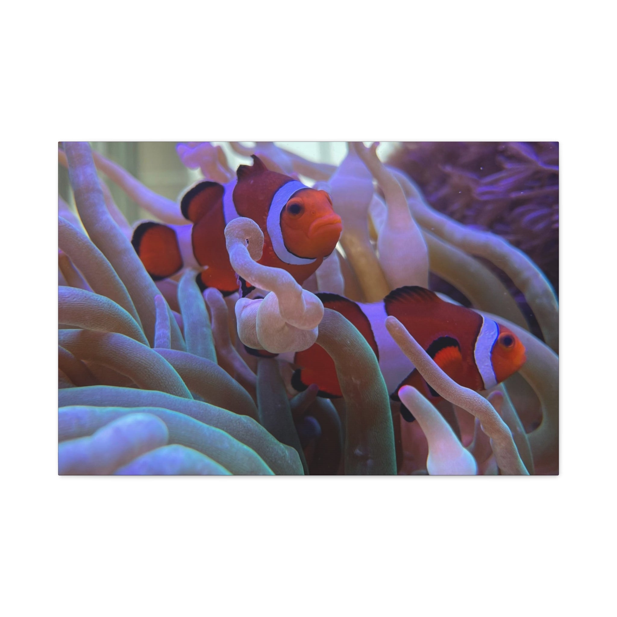 Clownfish Reef Matte Stretched Canvas Wall Art