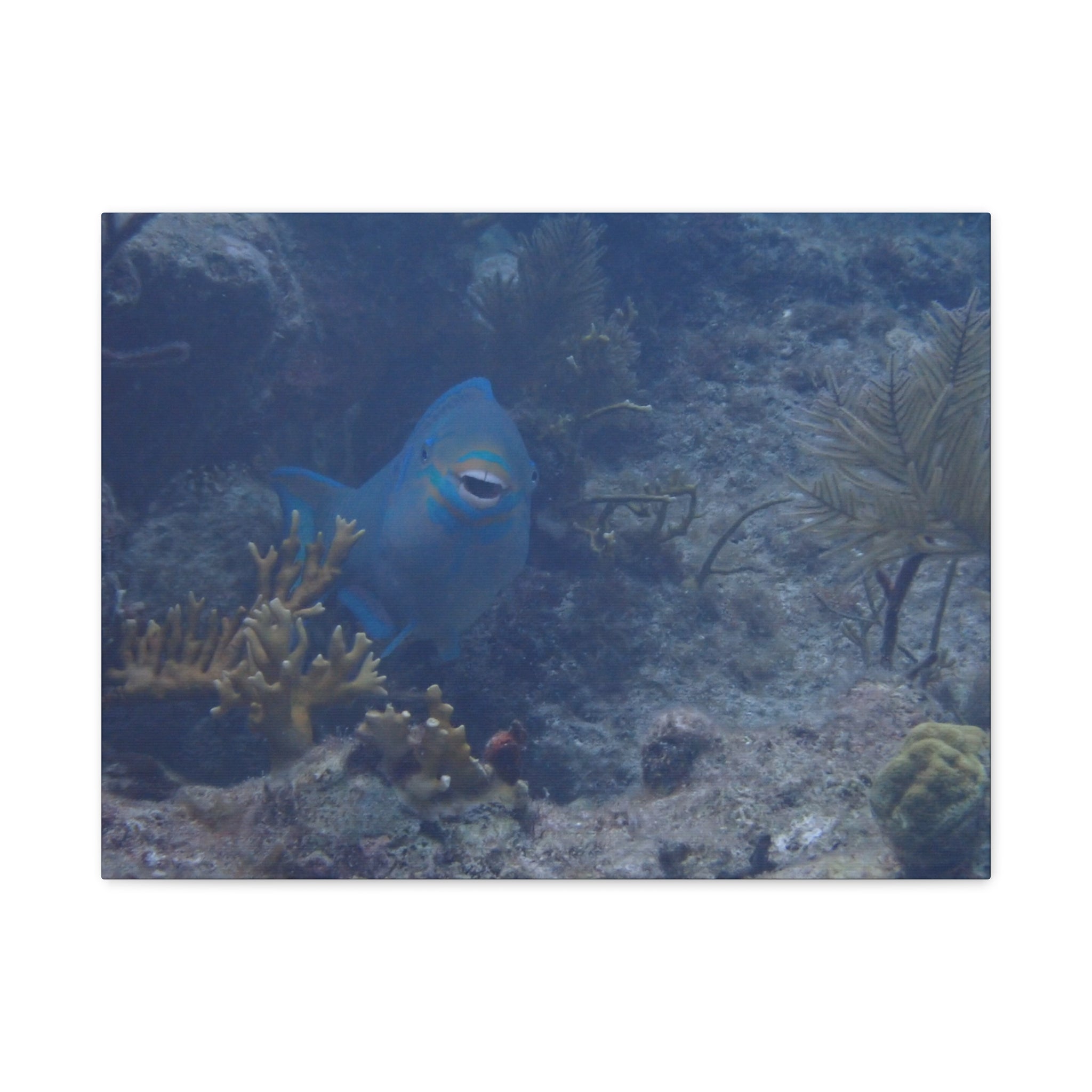 Underwater Parrotfish Canvas Print — Tropical Reef Wall Art