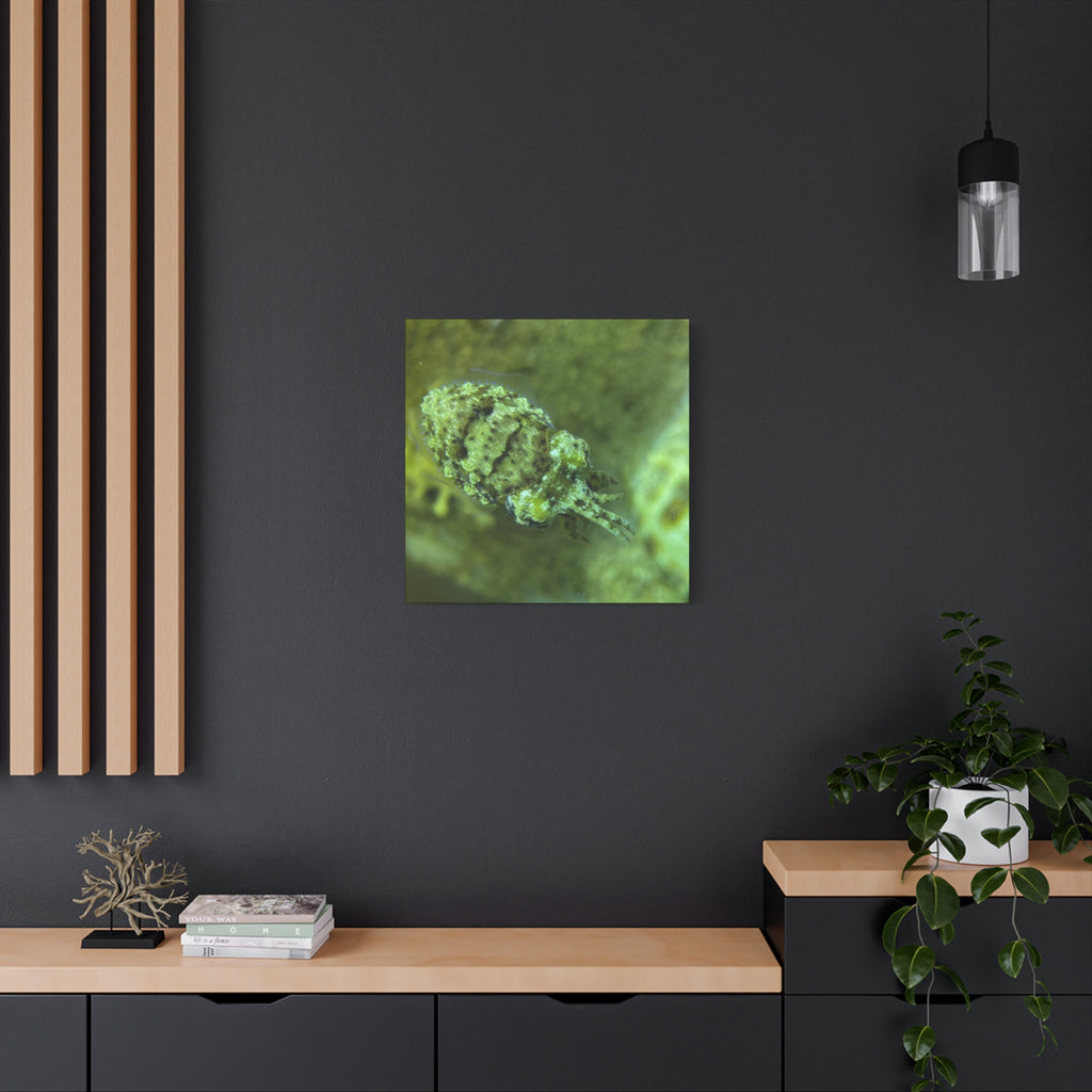 Dwarf Cuttlefish Canvas Print — Matte Stretched Sea Life Wall Art