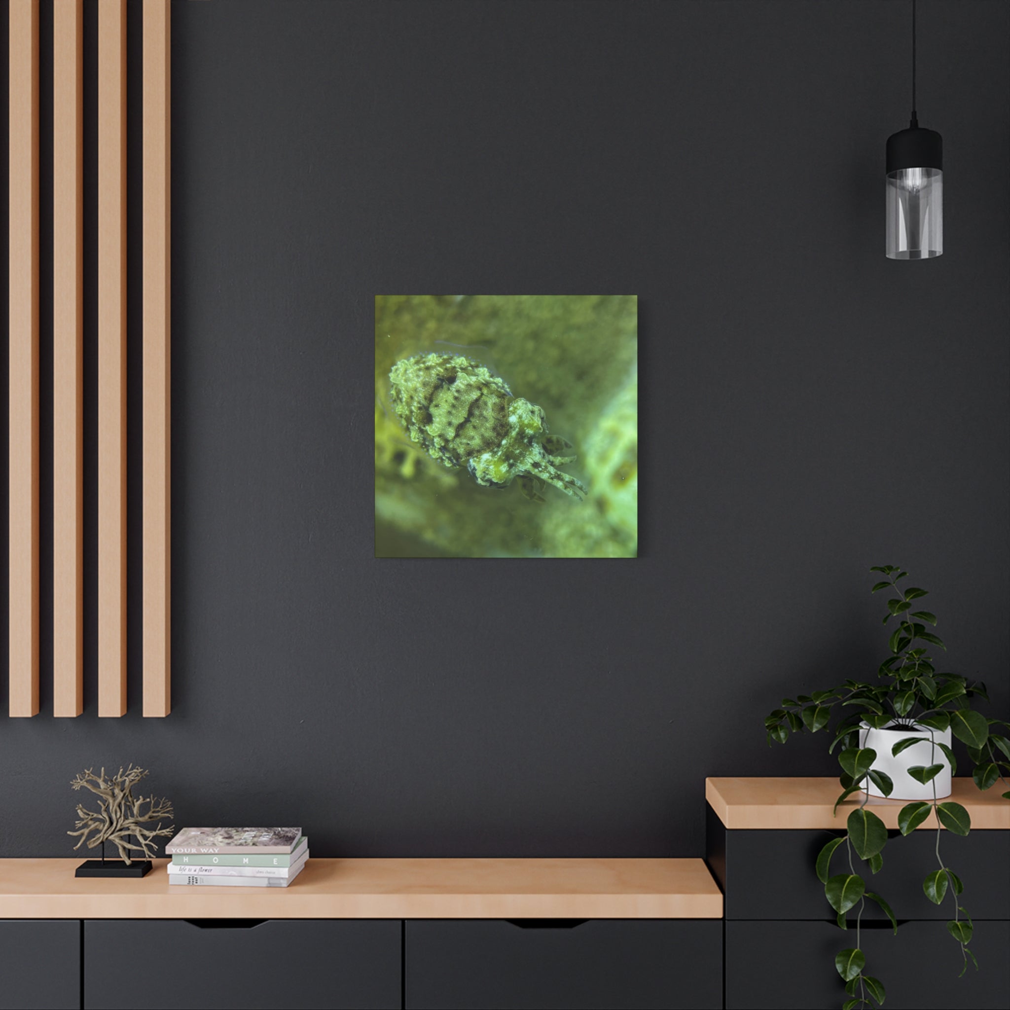 Dwarf Cuttlefish Canvas Print — Matte Stretched Sea Life Wall Art