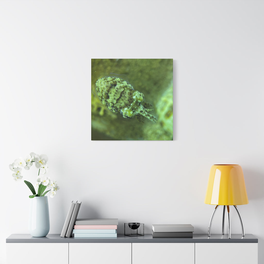 Dwarf Cuttlefish Canvas Print — Matte Stretched Sea Life Wall Art