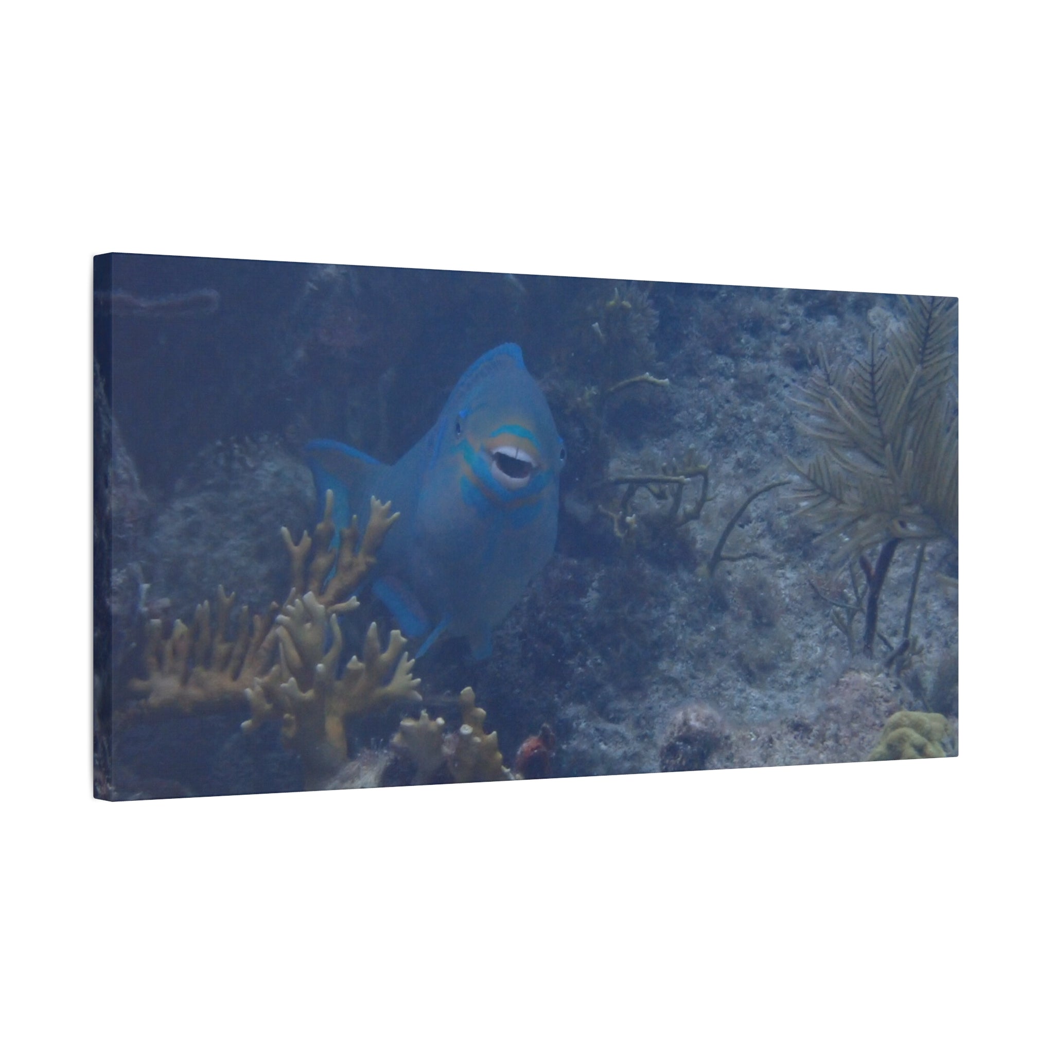 Underwater Parrotfish Canvas Print — Tropical Reef Wall Art