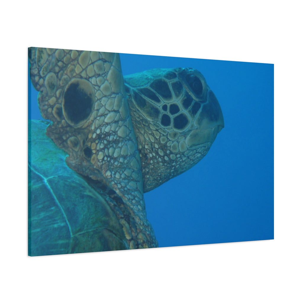 Green Sea Turtle Wall Canvas — Matte Stretched Ocean Photography Art
