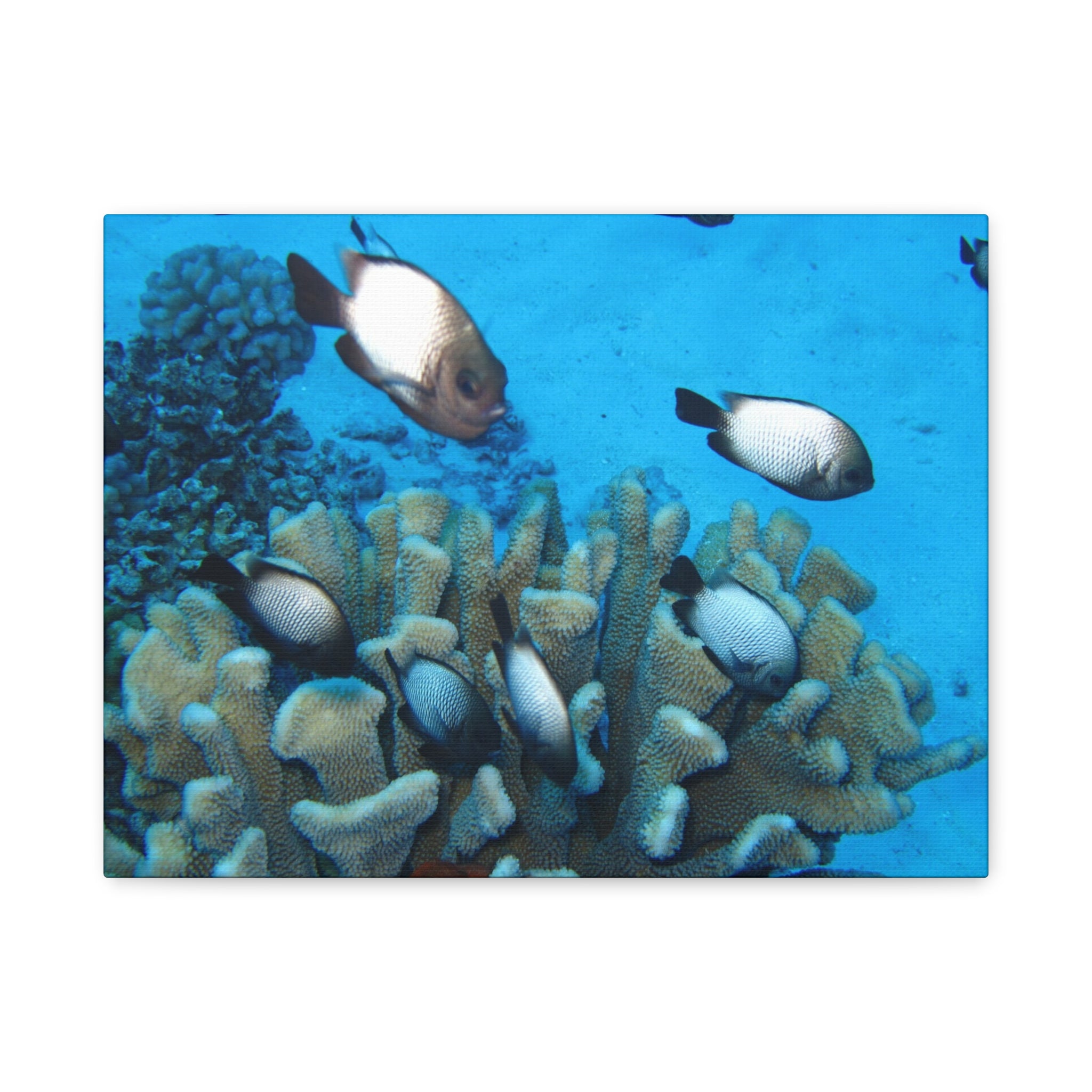 Underwater Coral Reef Canvas Wall Art — Tropical Fish Matte Stretched Canvas