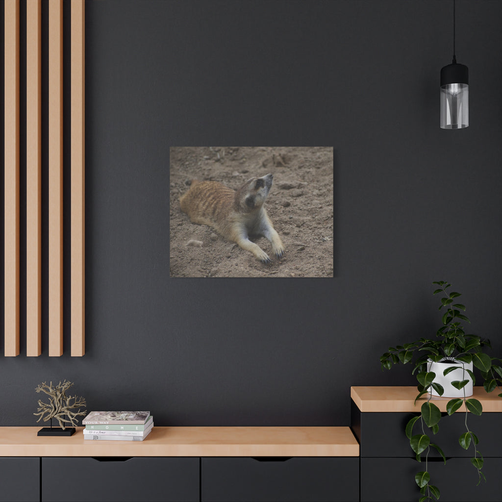 Meerkat Stretch Canvas Wall Art – Relaxed Desert Wildlife Print