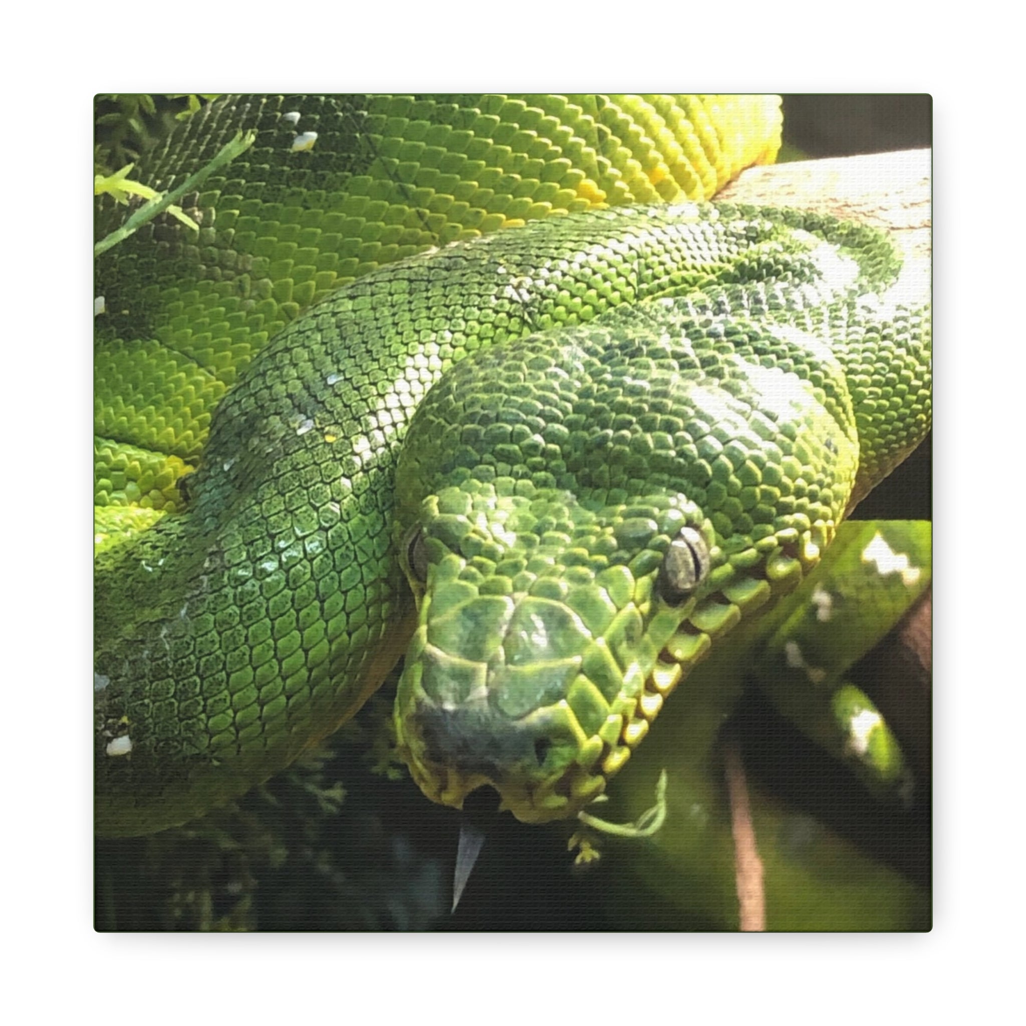 Green Tree Python Canvas Print — Tropical Snake Wall Art (Matte Stretched)