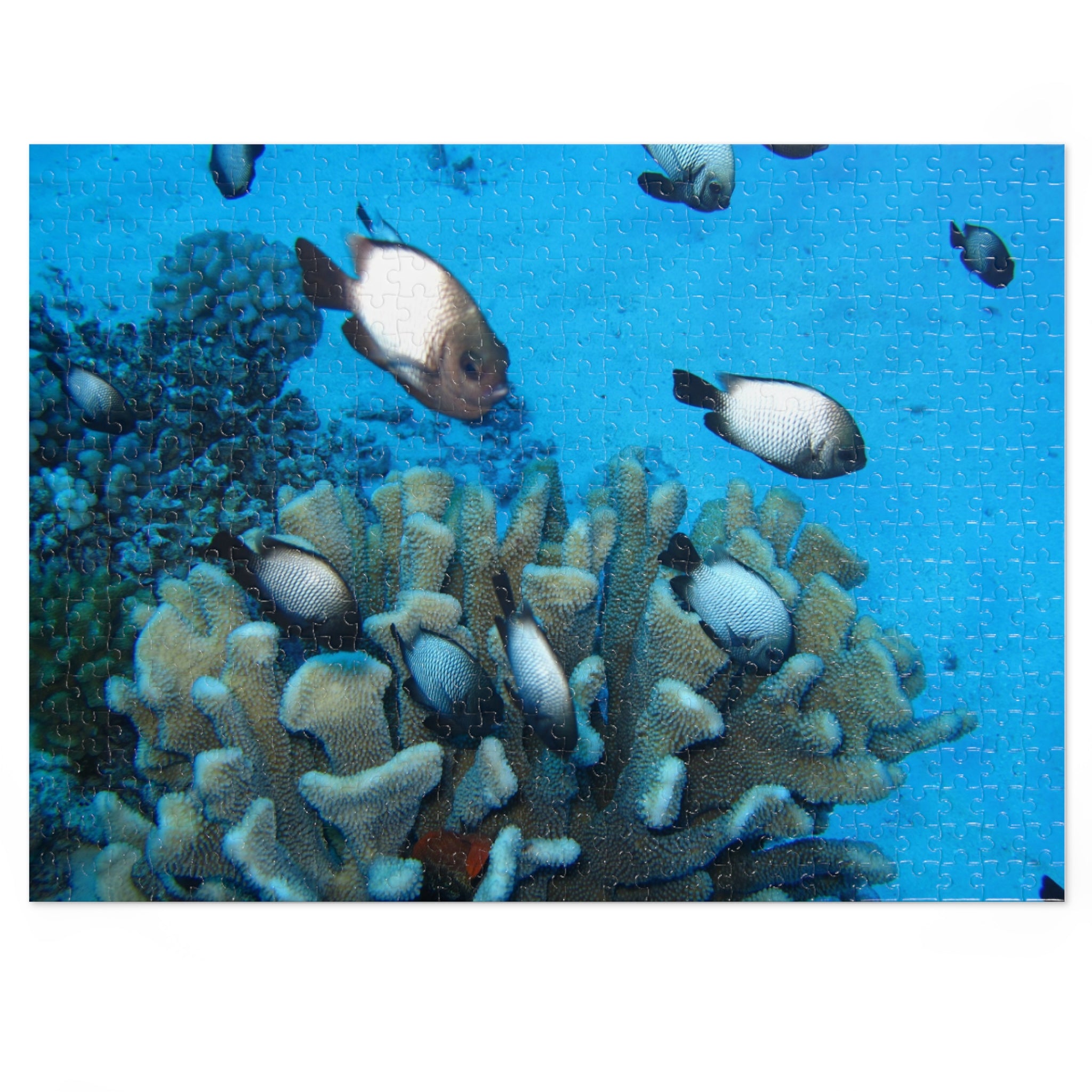 Coral Reef Fish Jigsaw Puzzle (with Tin) - Ocean Puzzle Gift