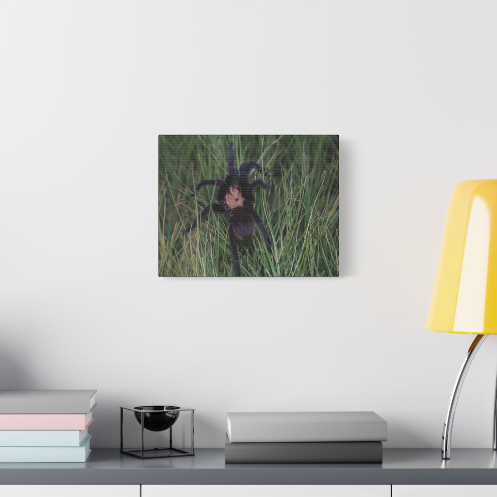 Roaming Tarantula Wall Art Canvas - Realistic Spider Photography on Matte Stretched Canvas