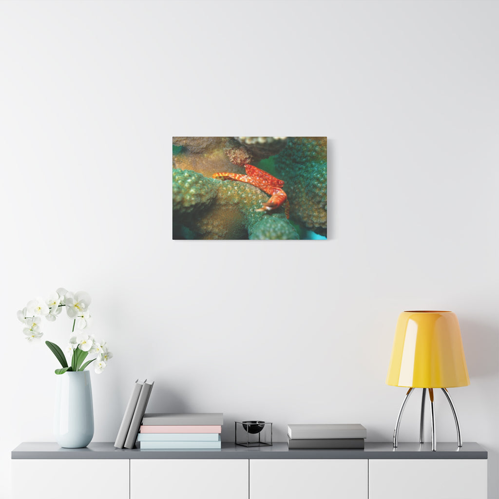 Coral Reef Crab Matte Canvas Print — Underwater Marine Wall Art