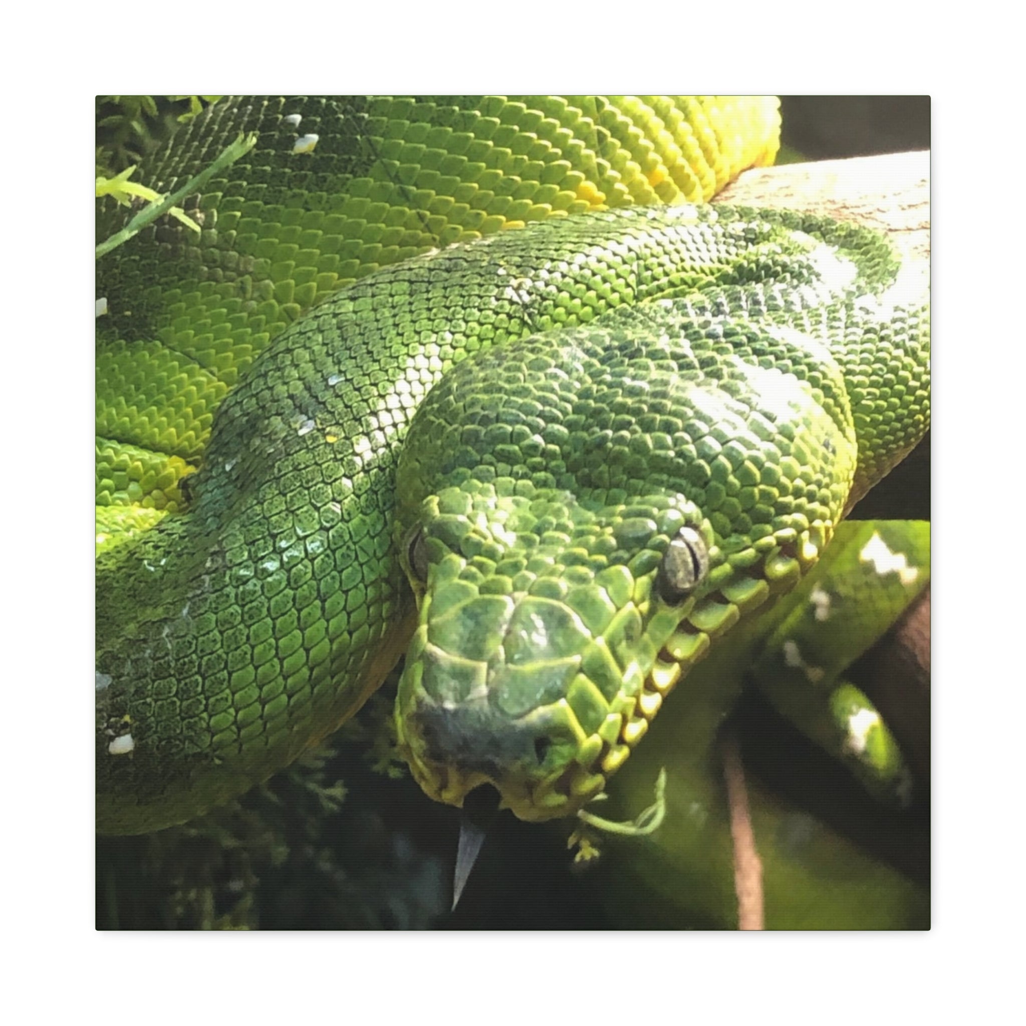 Green Tree Python Canvas Print — Tropical Snake Wall Art (Matte Stretched)