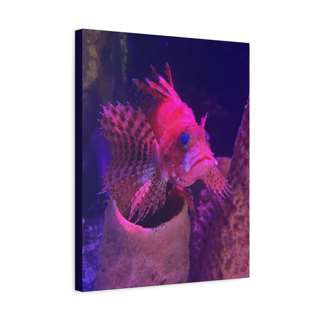 Fuzzy Dwarf Lionfish Canvas Print — Vibrant Marine Wall Art (1.25" Stretched)