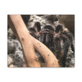 Tarantula Staredown Matte Canvas Print — Naturalistic Arachnid Wall Art