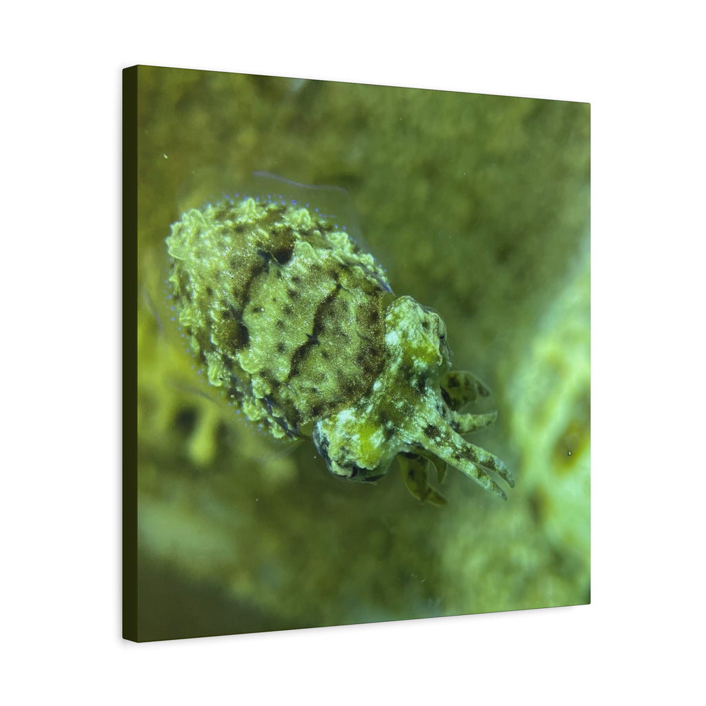 Dwarf Cuttlefish Canvas Print — Matte Stretched Sea Life Wall Art