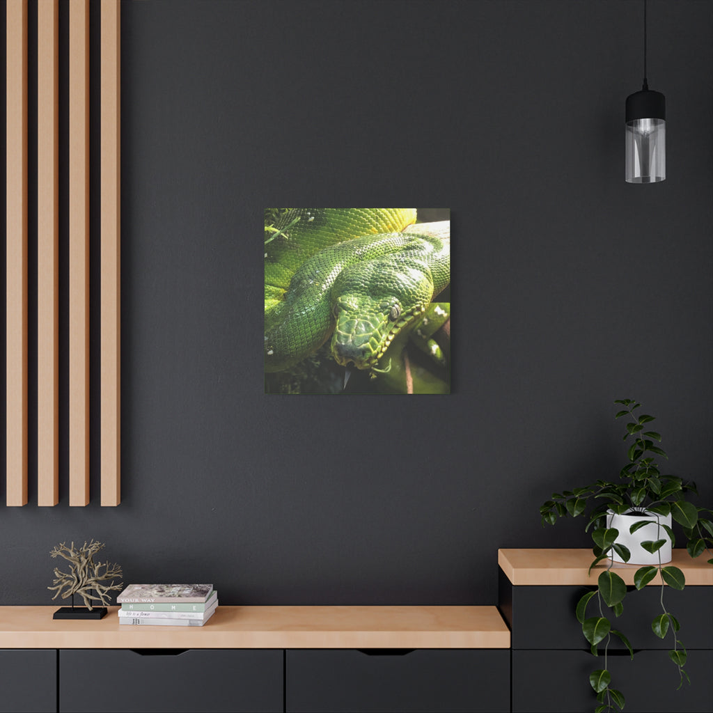Green Tree Python Canvas Print — Tropical Snake Wall Art (Matte Stretched)