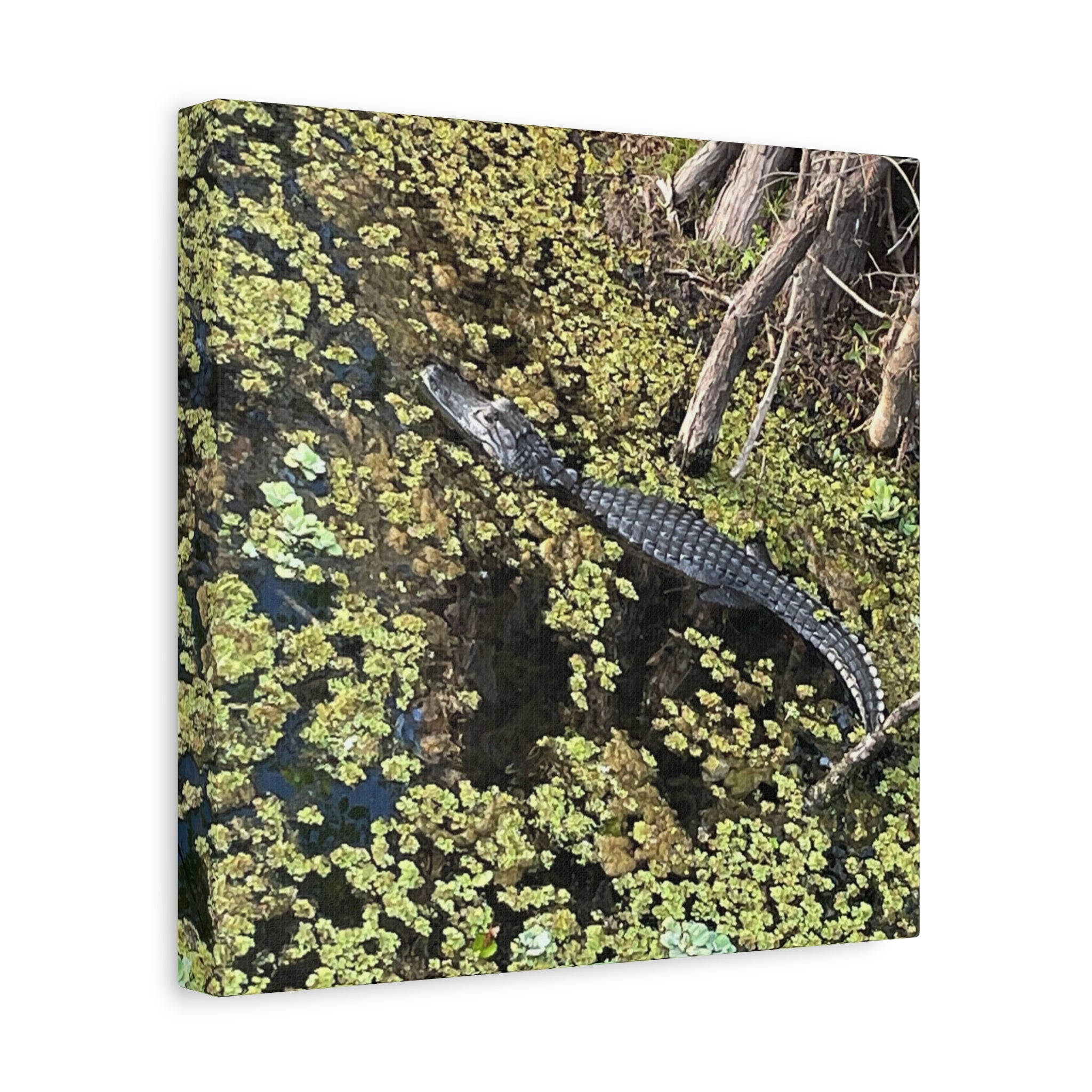 Alligator Photography Canvas Print — Matte Stretched Wall Art