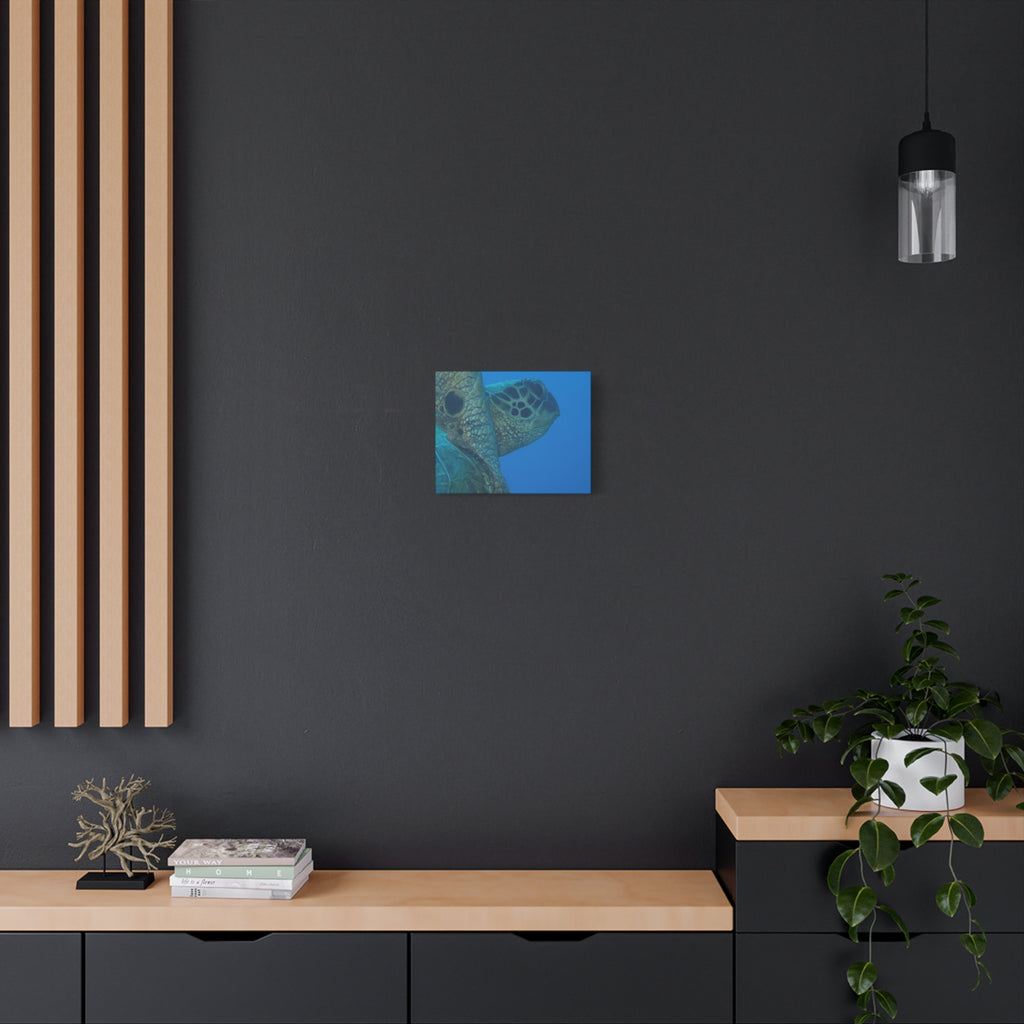 Green Sea Turtle Wall Canvas — Matte Stretched Ocean Photography Art