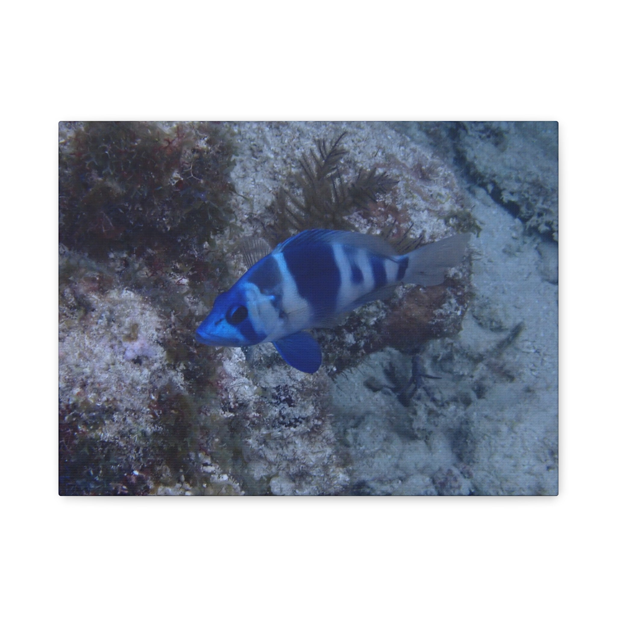 Indigo Hamlet Canvas Print — Underwater Matte Stretched Wall Art