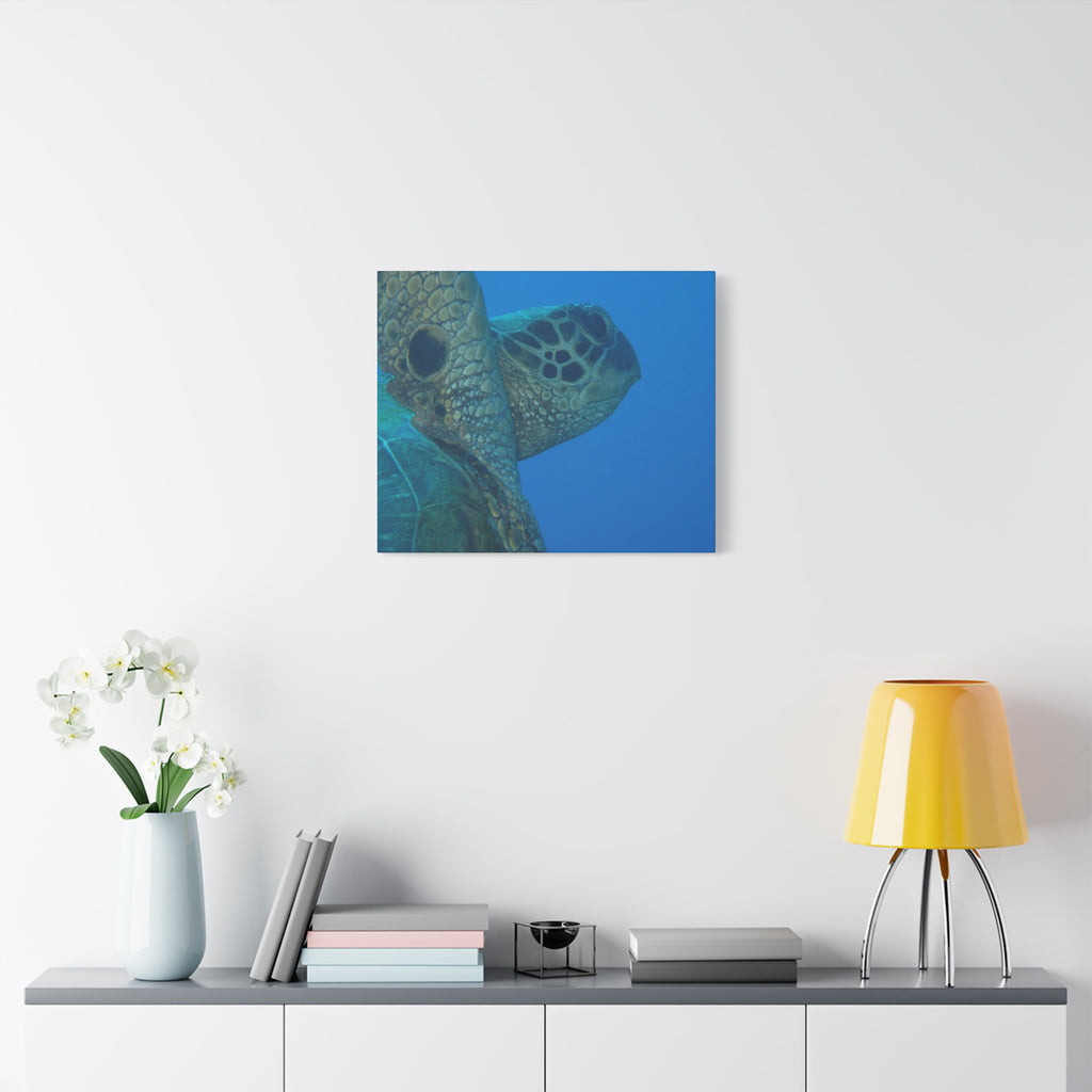 Green Sea Turtle Wall Canvas — Matte Stretched Ocean Photography Art