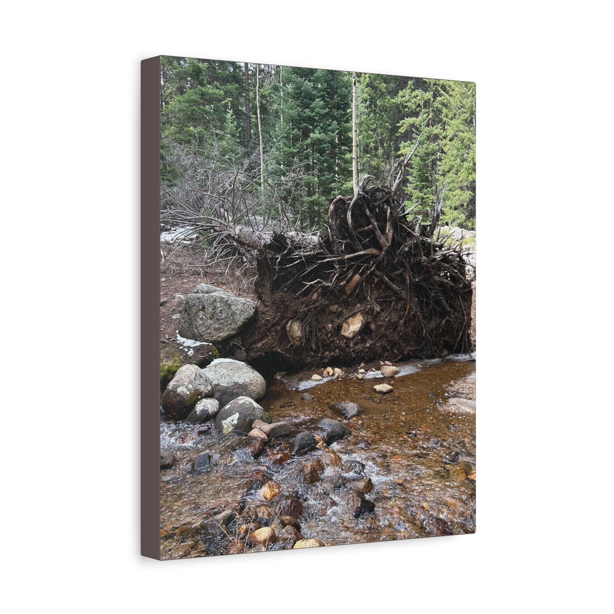 Riverbank Forest Canvas Print – Matte Stretched Wall Art (1.25")