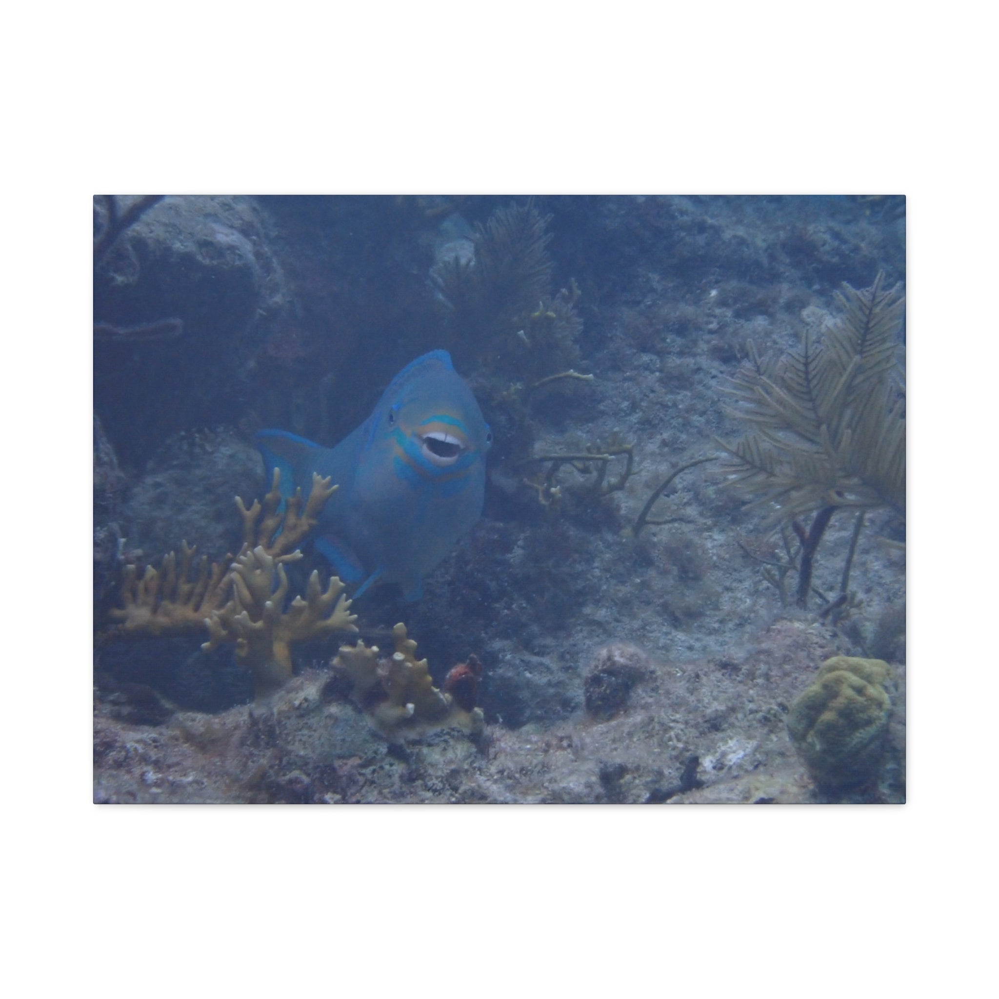 Underwater Parrotfish Canvas Print — Tropical Reef Wall Art